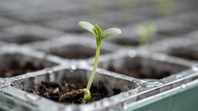 Close-up of a small green seedling growing out of dark soil in a plastic seed starter tray
