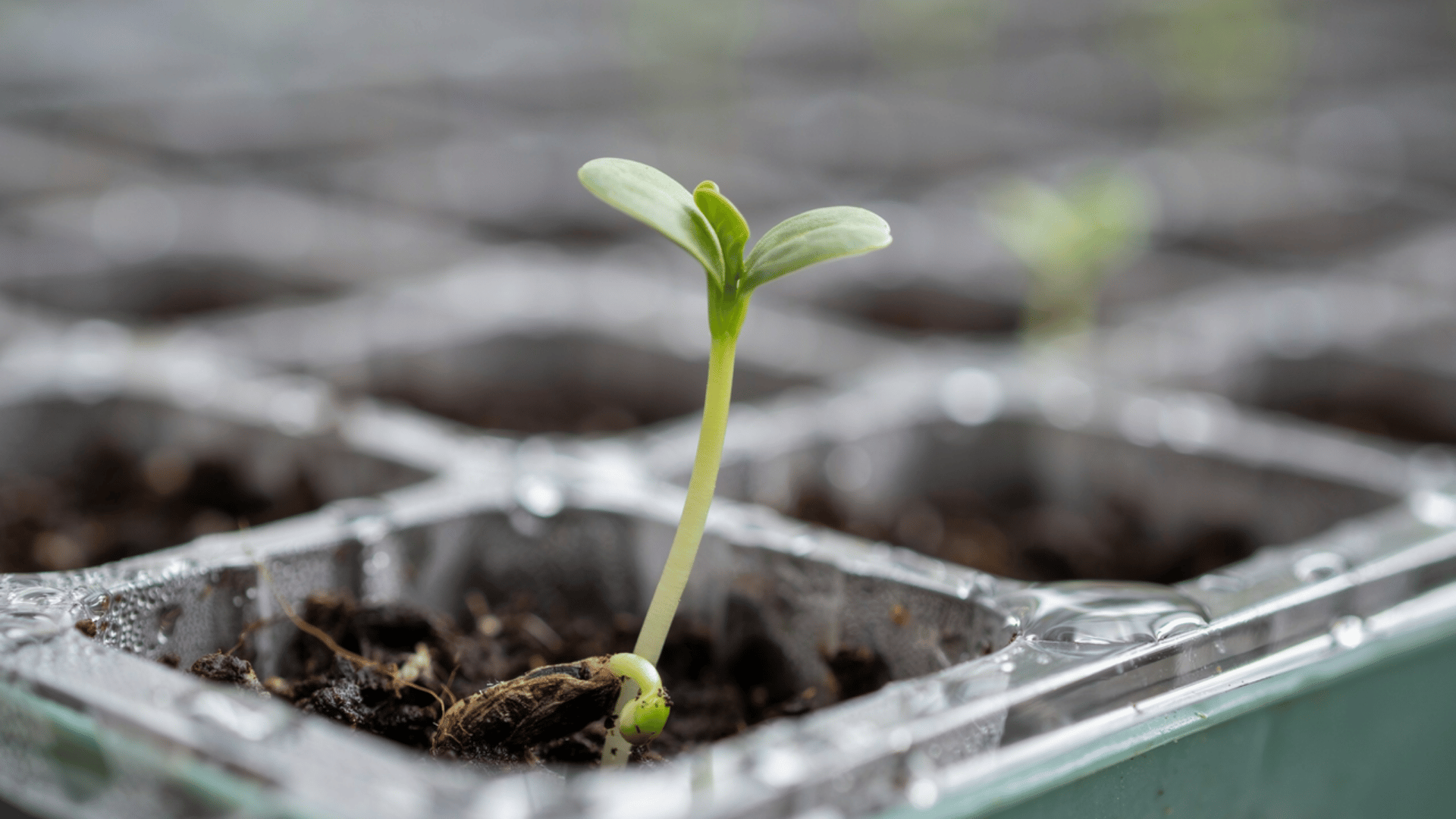 Close-up of a small green seedling growing out of dark soil in a plastic seed starter tray