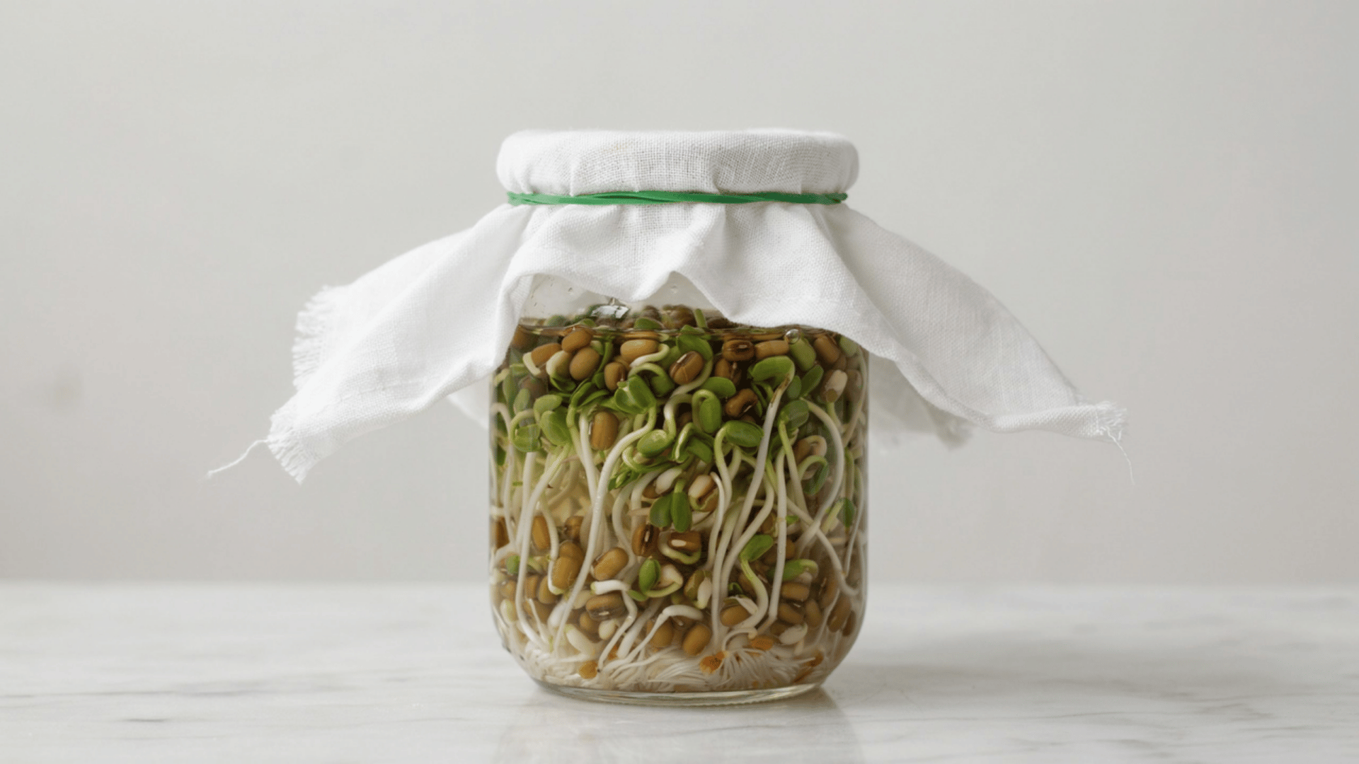 A glass jar filled with growing mung bean sprouts, covered with a white cloth secured by a green rubber band.