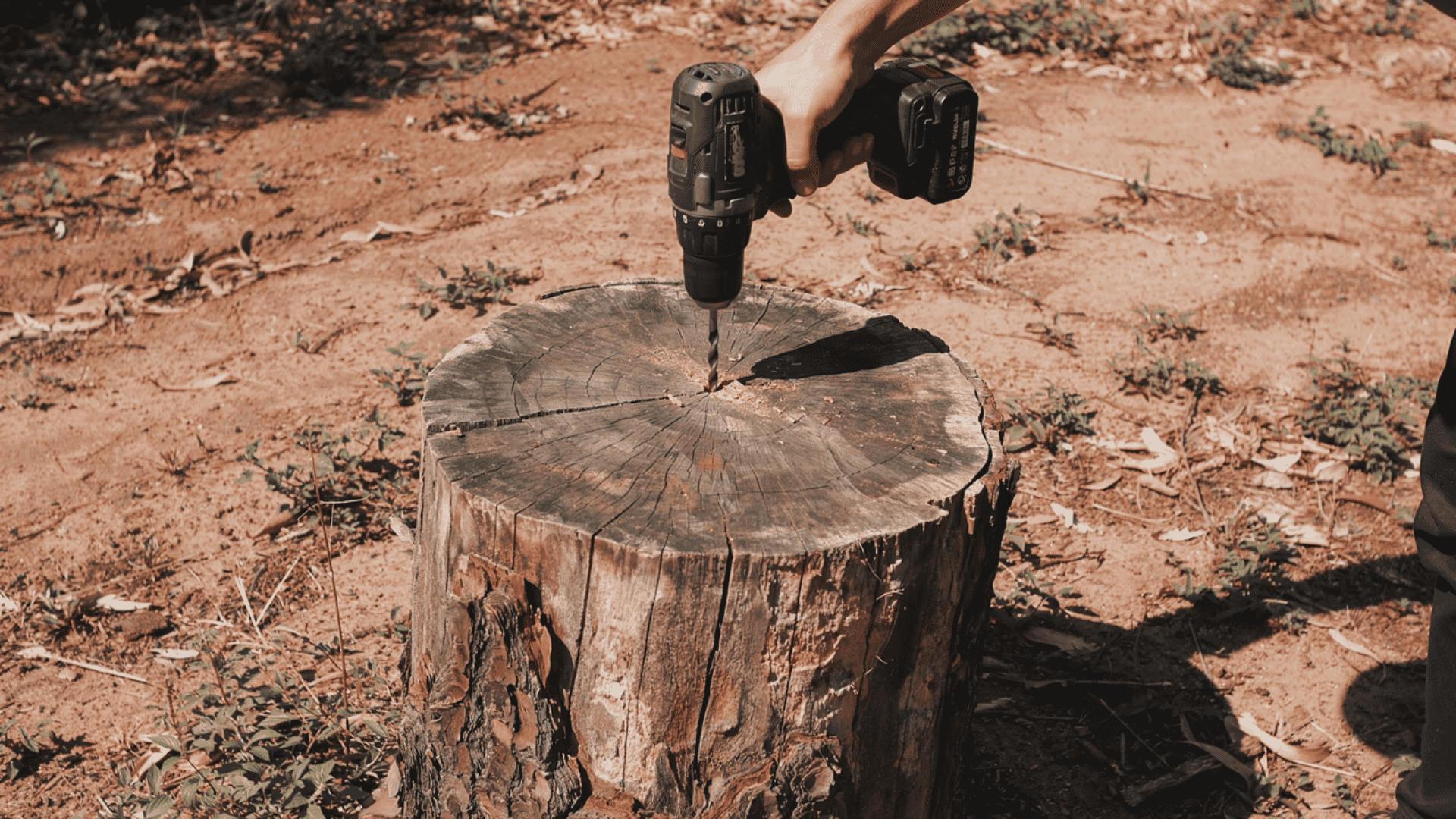 A hand using a cordless power drill to bore a hole directly into the center of a weathered tree stump.