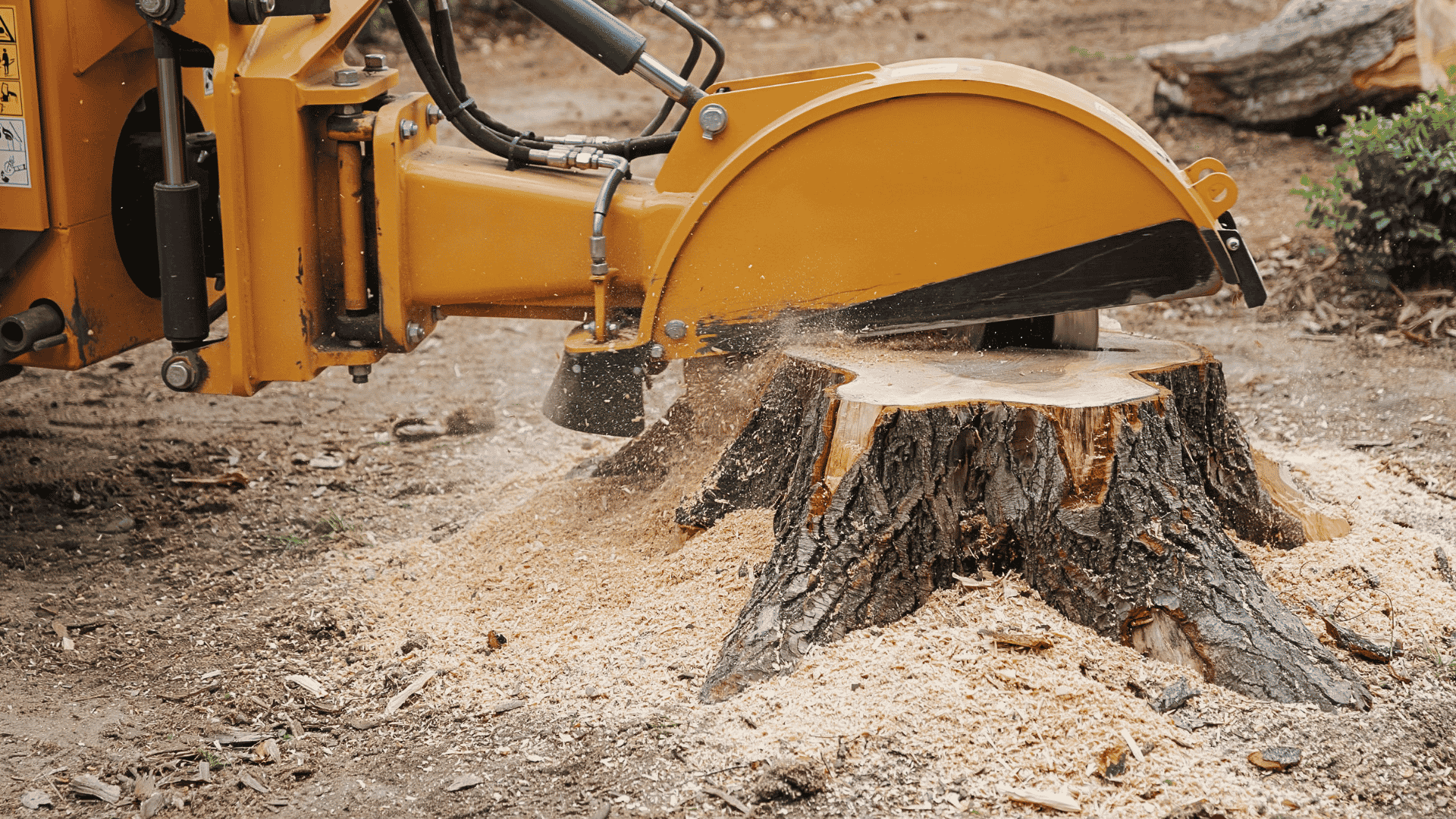 A large yellow stump grinder machine cutting through a tree stump, spraying wood chips and sawdust onto the ground.