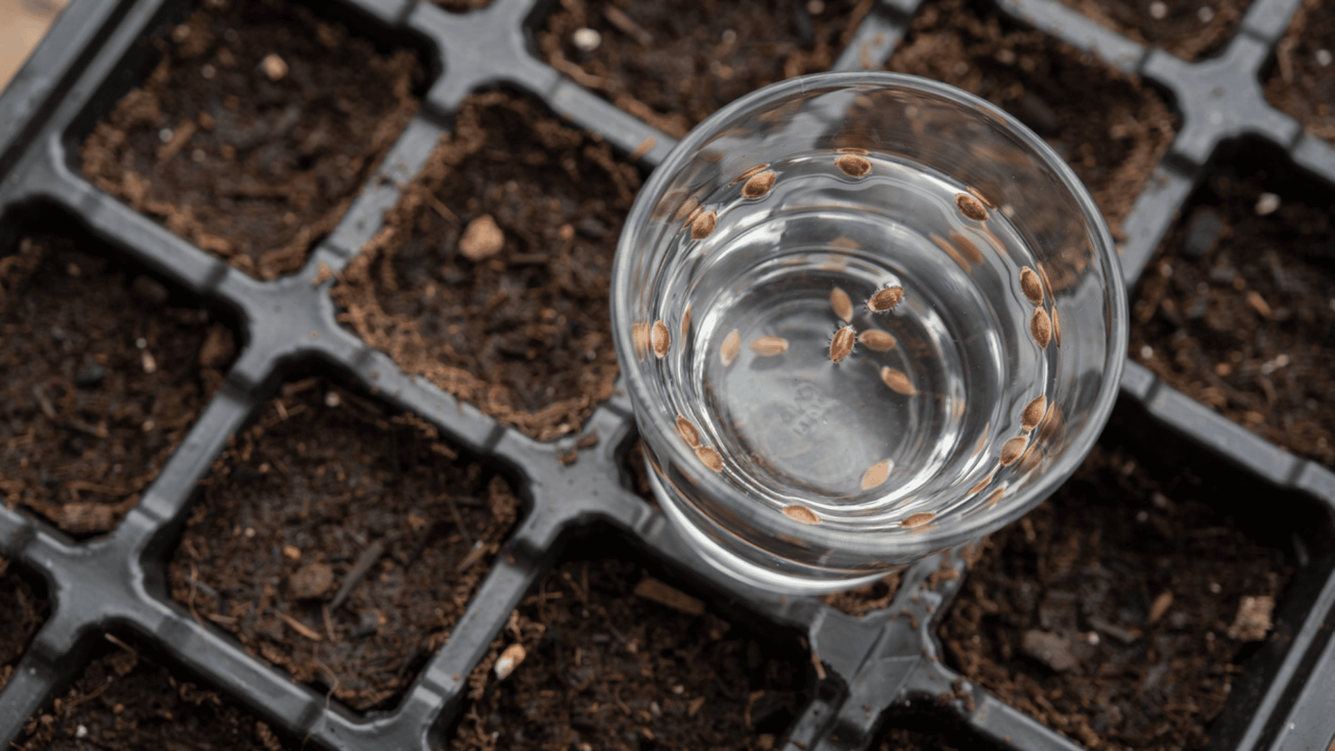 A top-down view of a small glass of water containing floating seeds, placed on top of a black plastic seed starter tray.