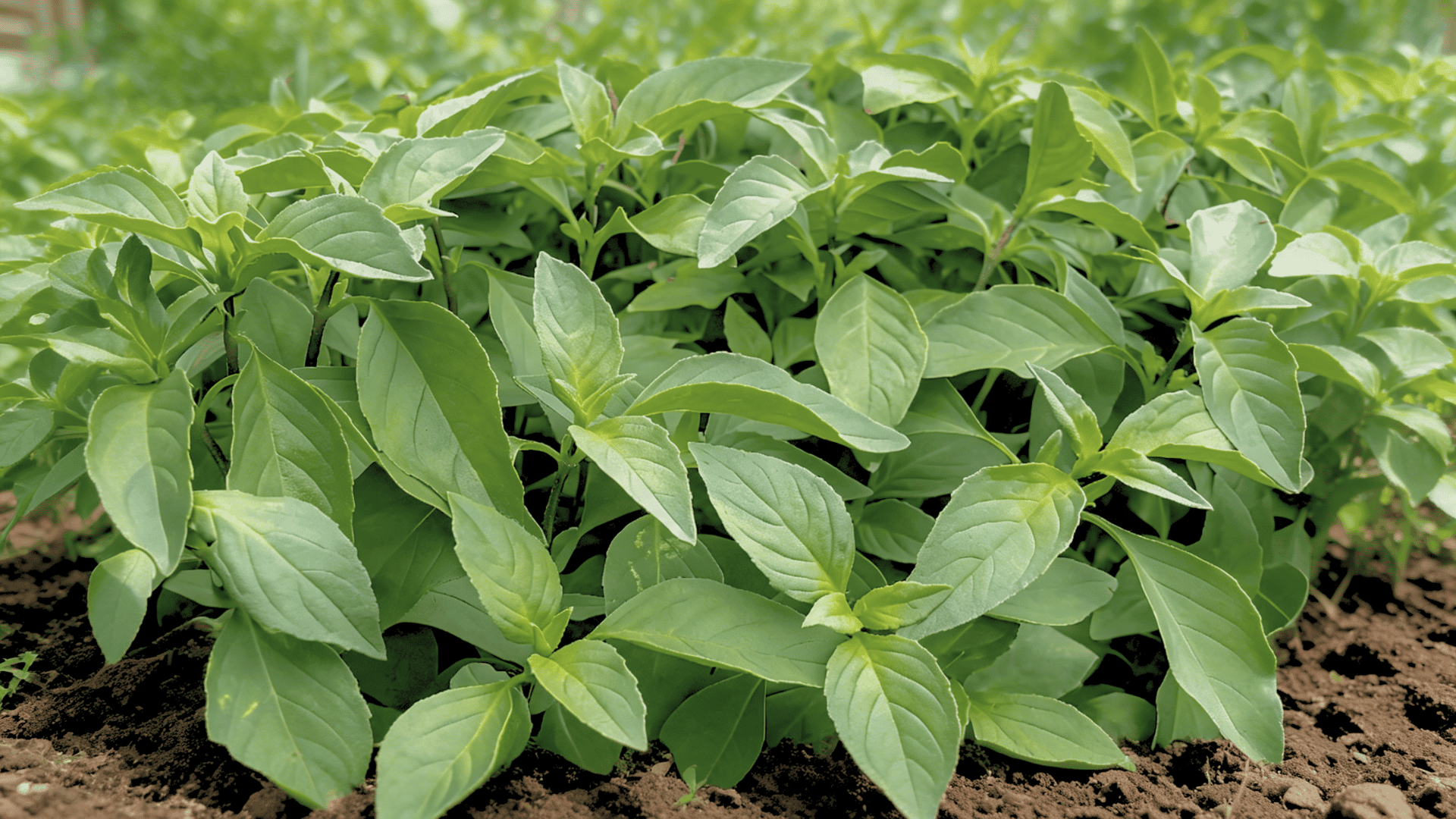 Fresh basil plant with green leaves growing in a sunny garden bed.