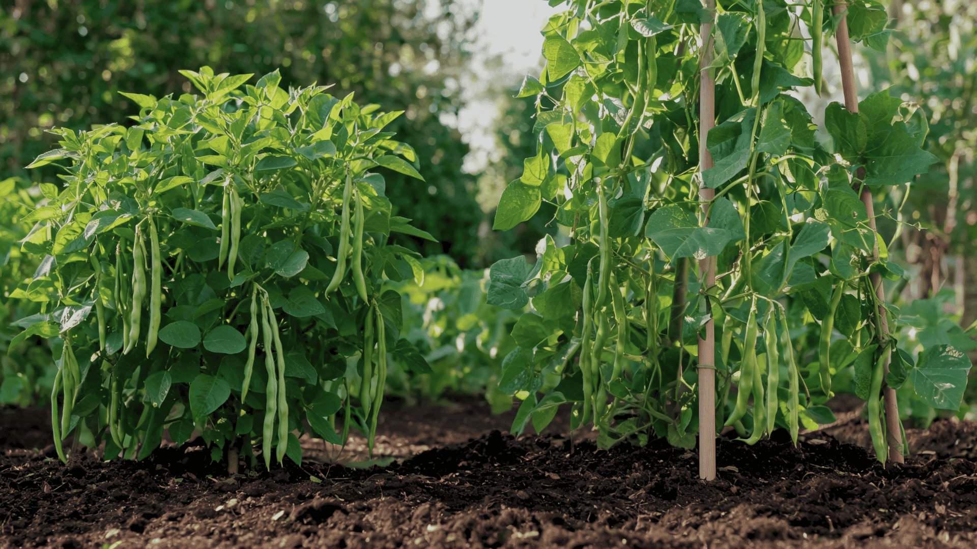 Bean plants with green leaves and pods growing in a sunny vegetable garden.