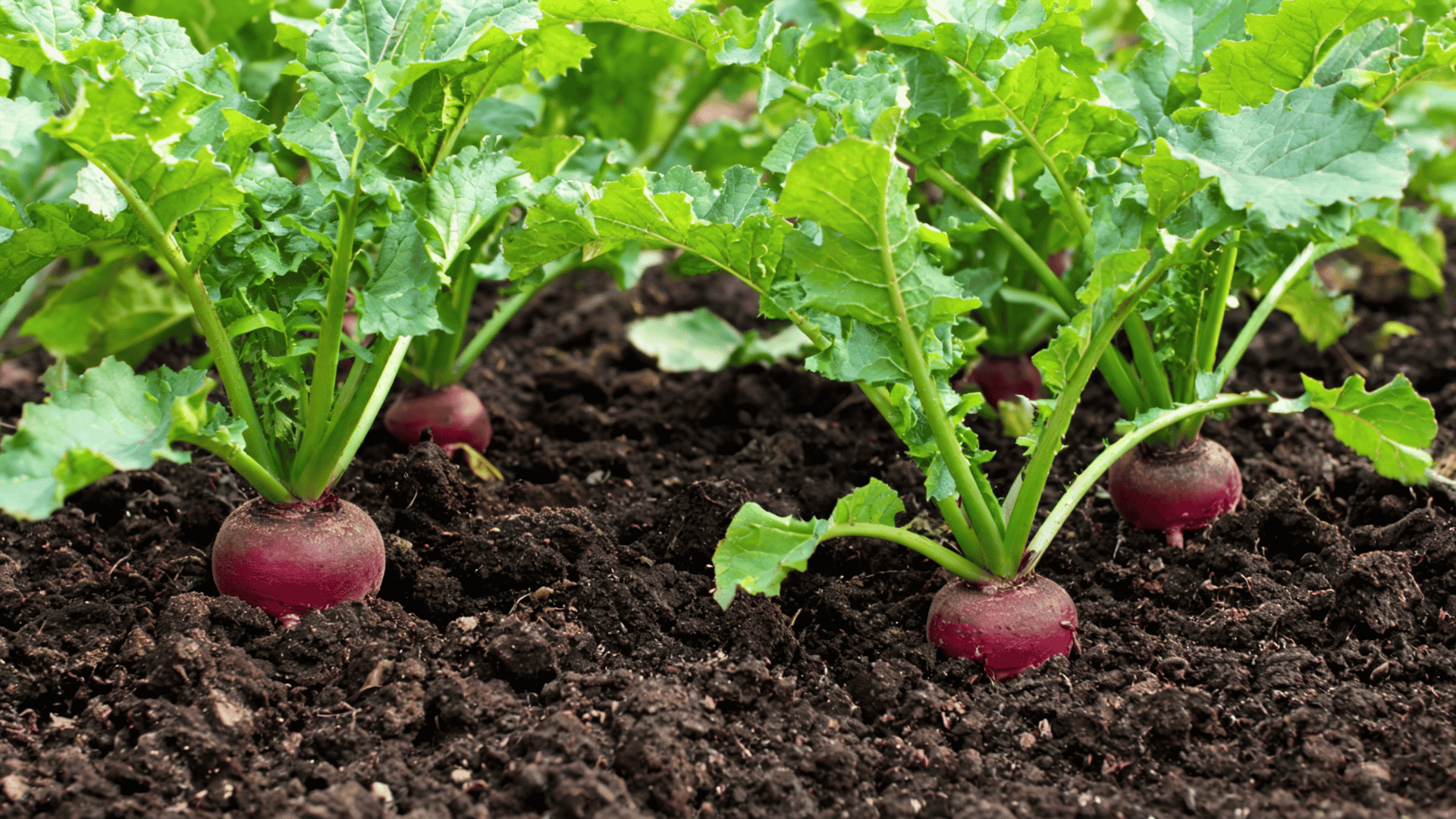 Beet plants with green leaves and round roots growing in garden soil.