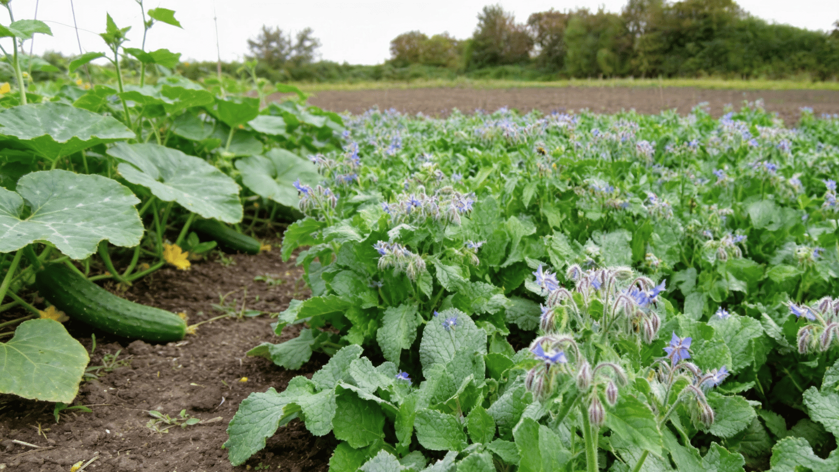 Borage plants with blue flowers growing beside cucumber vines in a vegetable garden bed