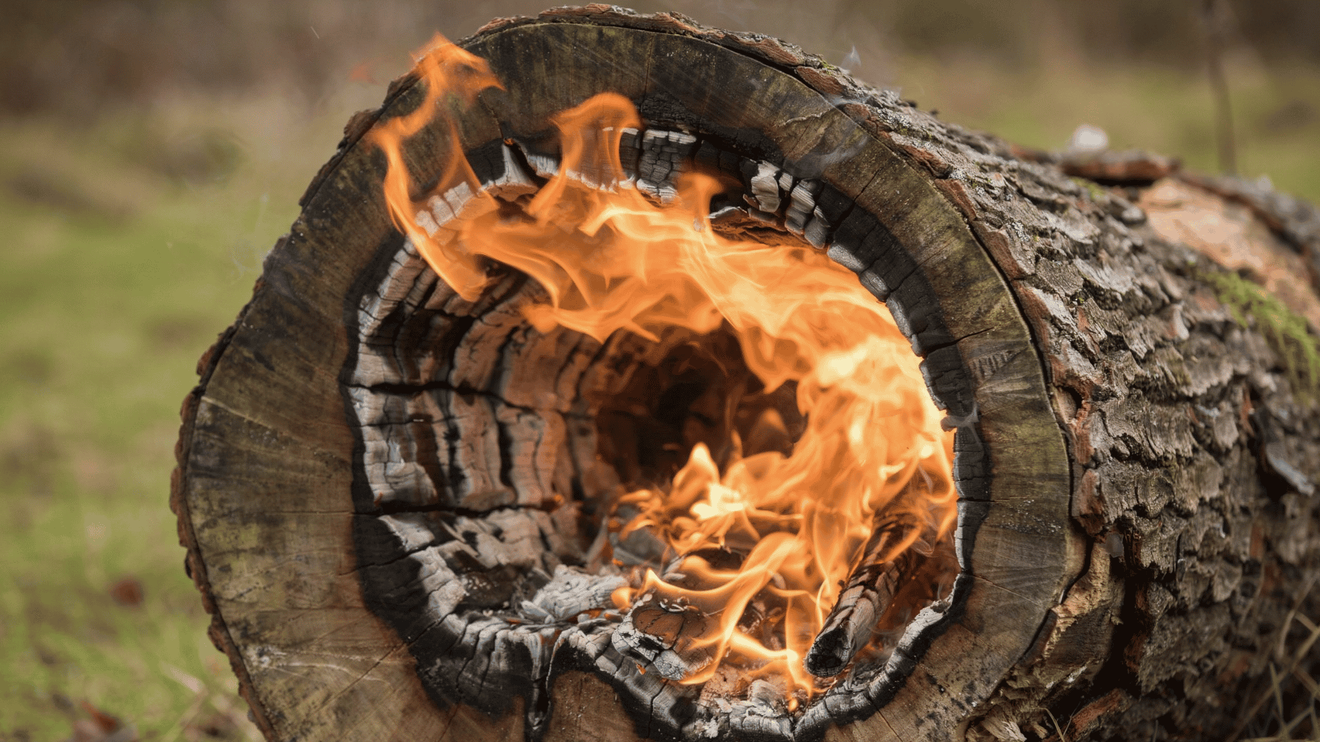 Bright orange flames burning inside the hollow core of a tree stump during removal by the burning method.