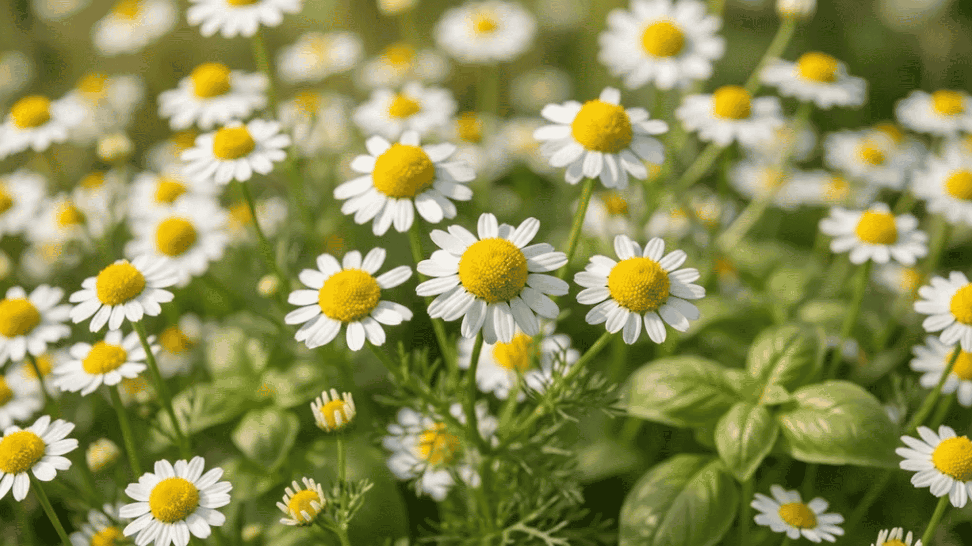 Chamomile flowers with white petals and yellow centers growing alongside basil leaves in a garden.