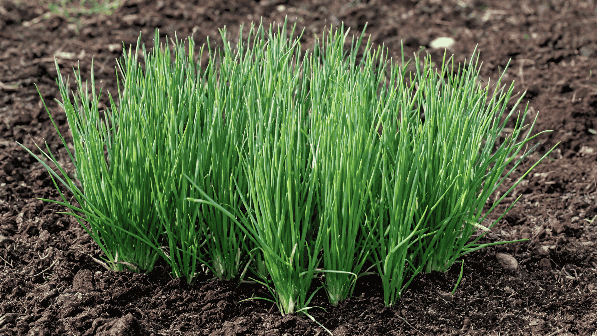Chives plant with thin green leaves growing in a sunny garden bed.