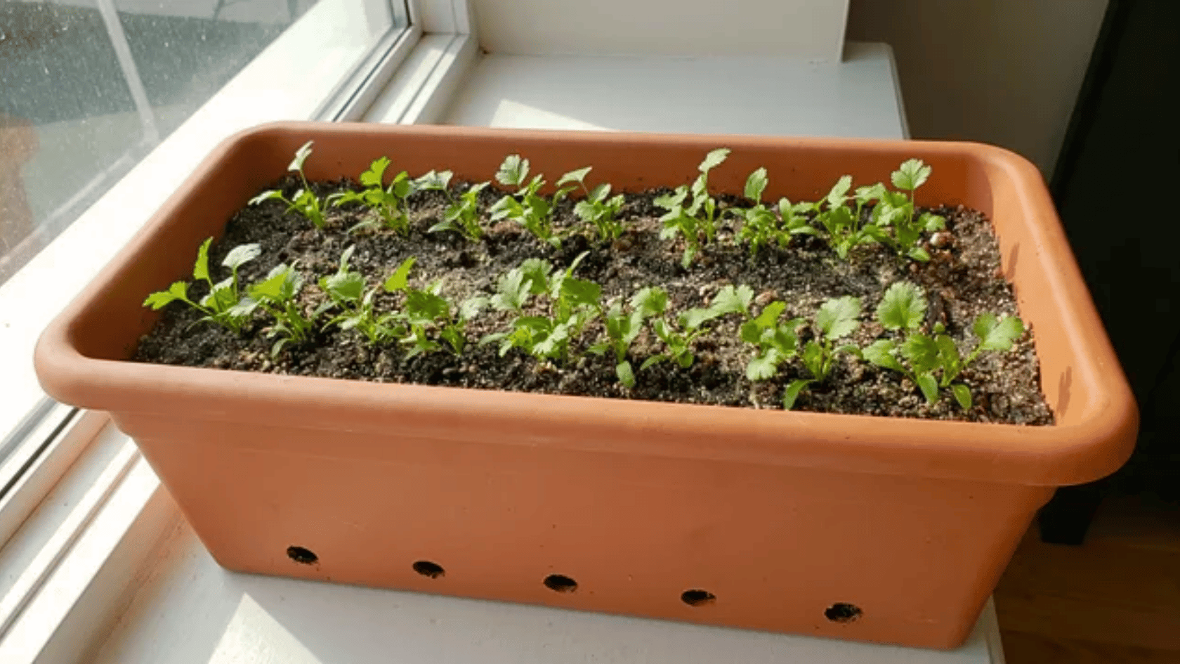 Cilantro growing in a deep container with spaced seedlings and drainage near a window
