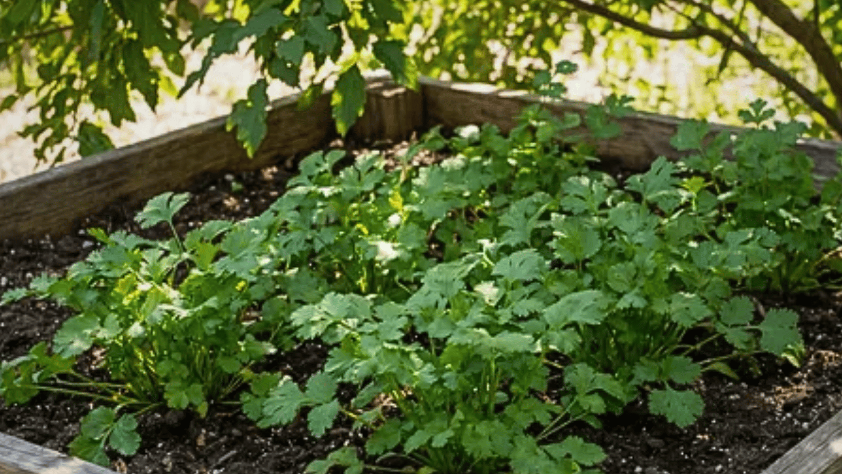 Cilantro growing in a raised bed with sunlight and well-draining soil
