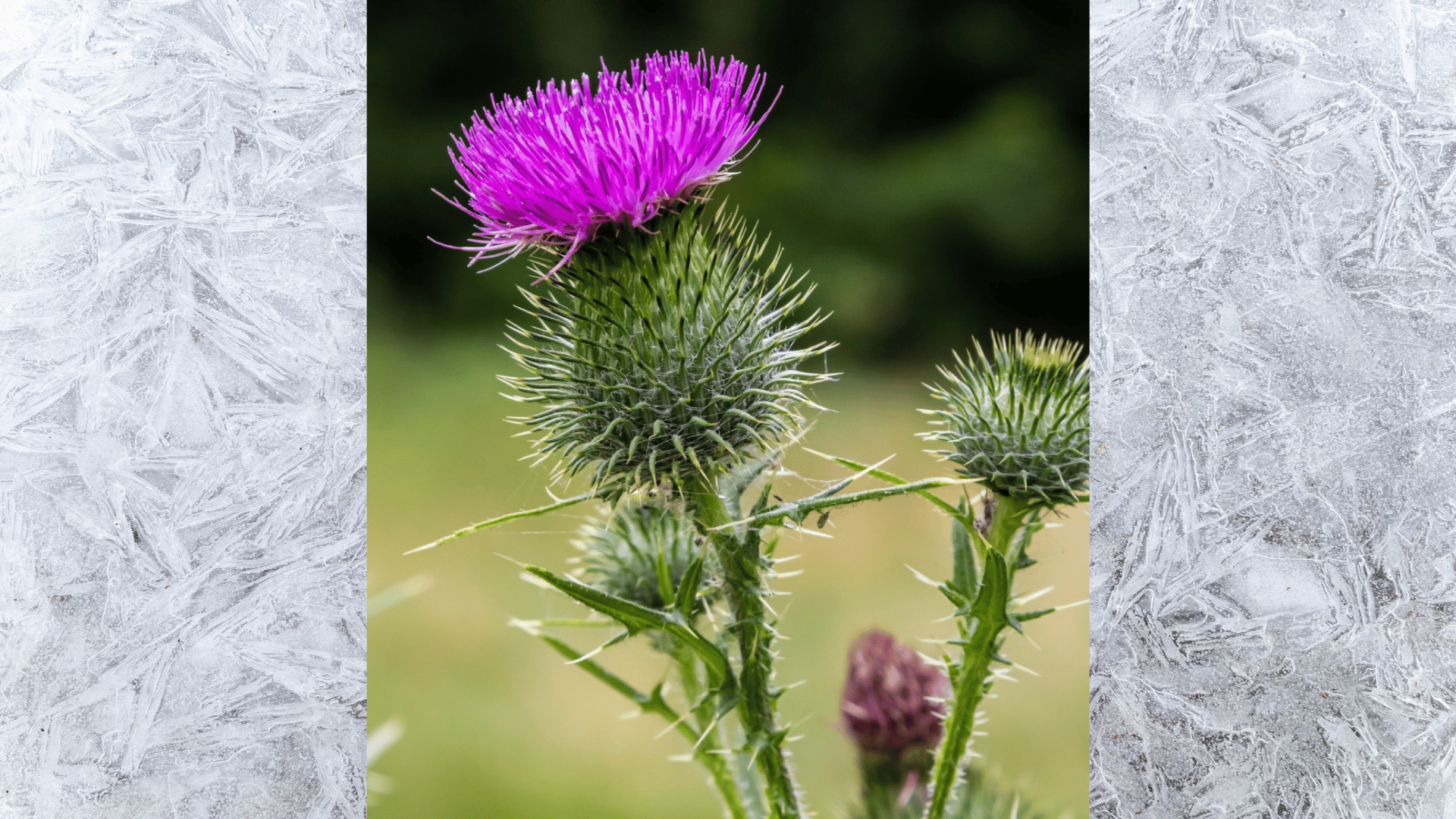 close-up of a bull thistle flower blooming on a spiky green stem with soft blurred natural background