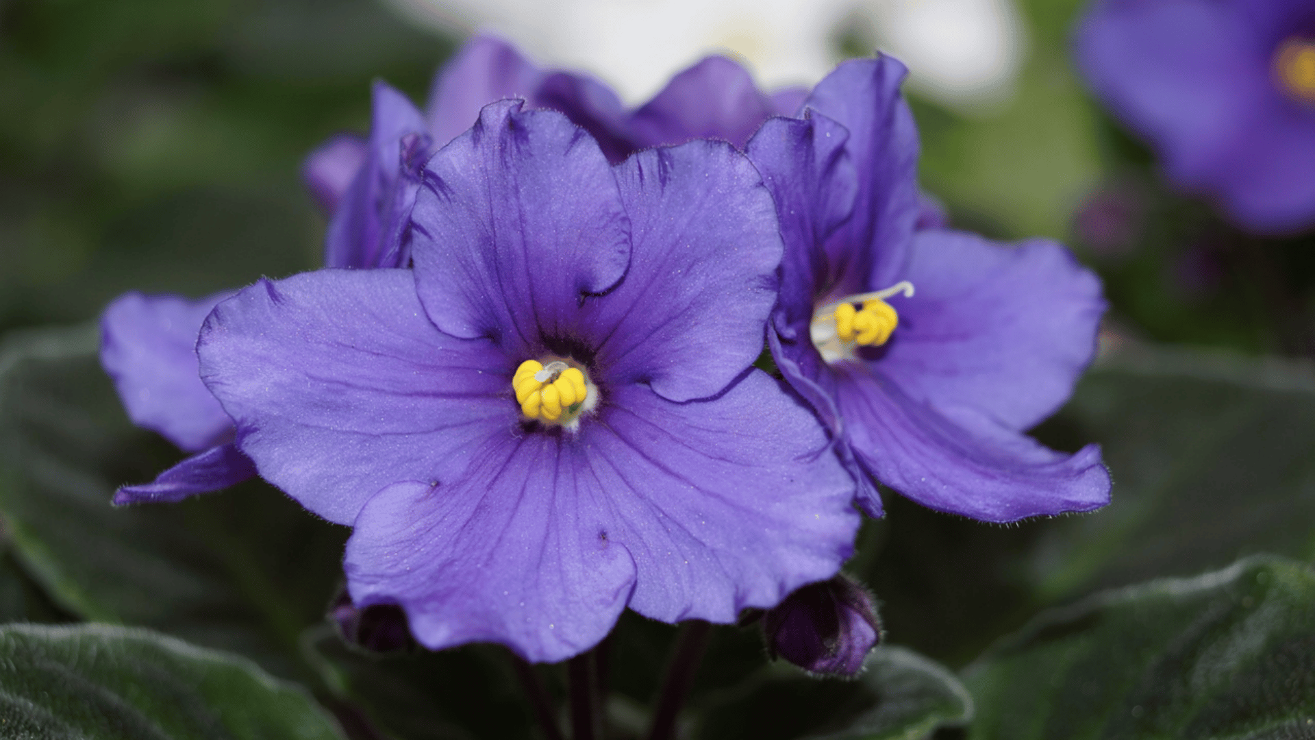 Close up of a vibrant purple african violet flower with bright yellow stamens and soft textured petals