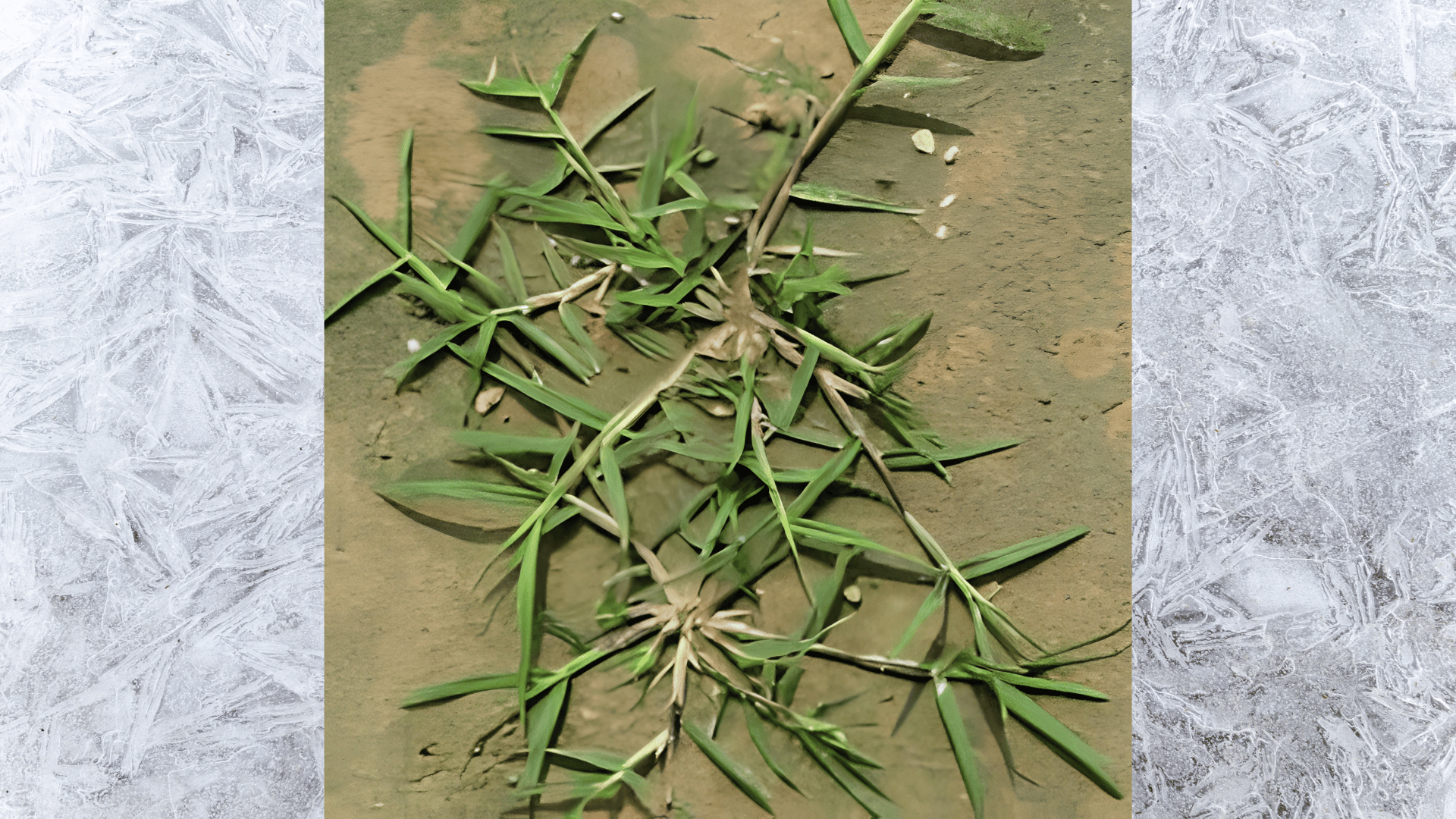 close-up of bermuda grass weed spreading across dry soil with thin green blades and visible runners
