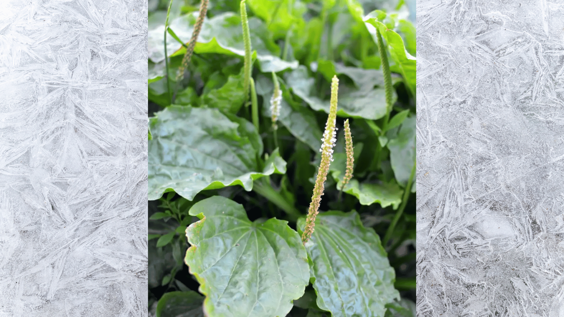 close-up of broadleaf plantain weed with tall seed spikes and broad green leaves growing in garden soil natural light