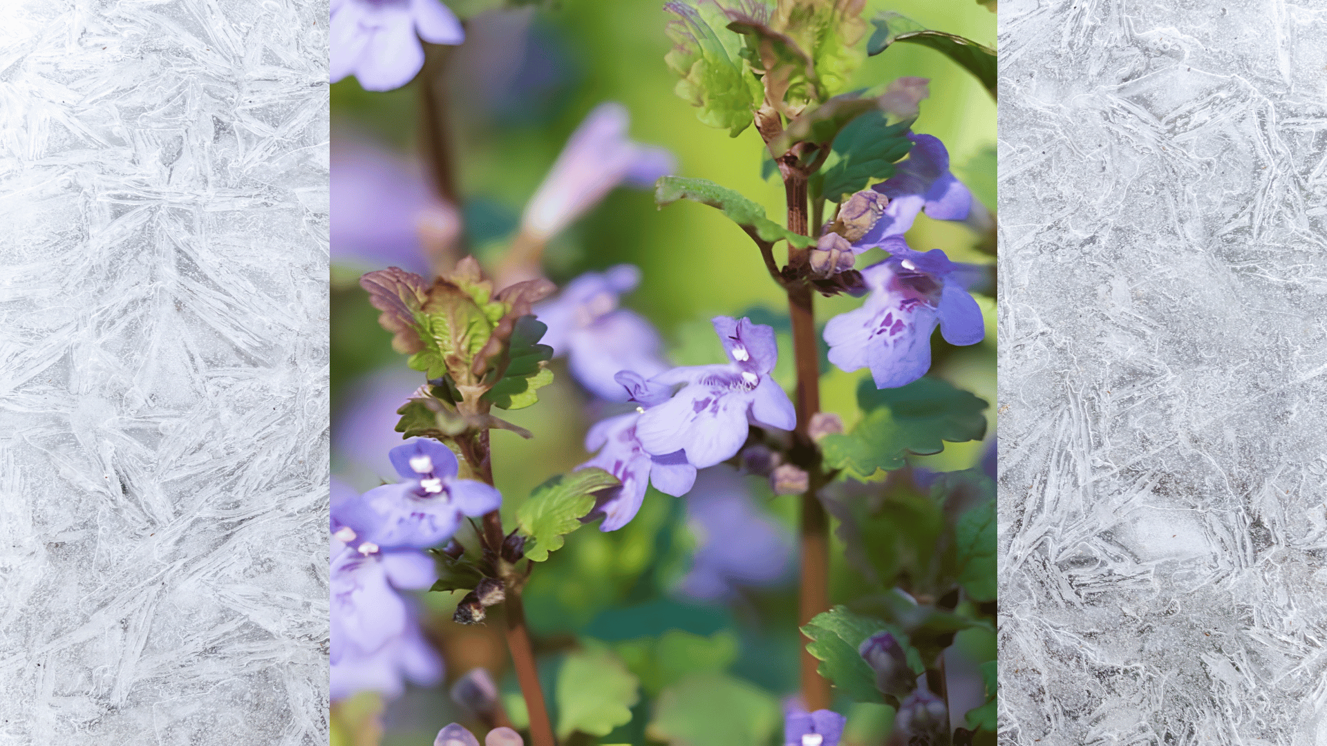 close-up of creeping charlie weed spreading across soil with small purple flowers and rounded green leaves