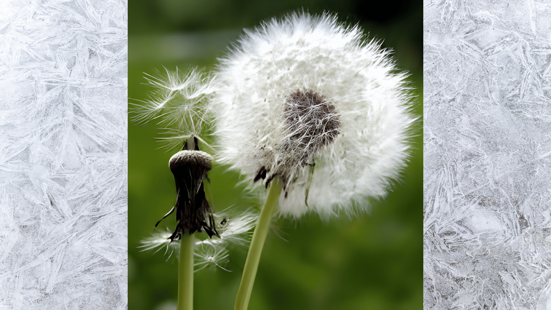 close-up of dandelion seed head with white fluffy seeds and one dispersing seed against blurred green background nature