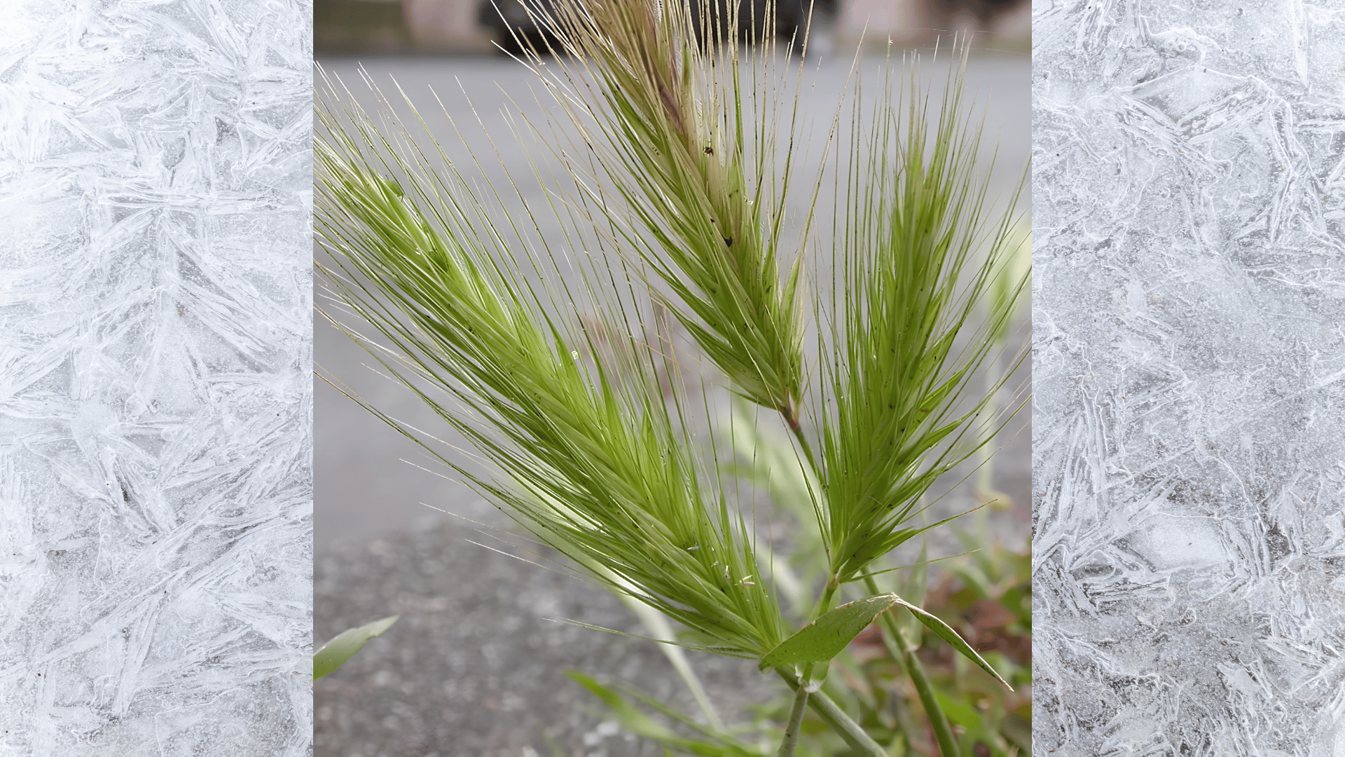 close-up of foxtail barley grass seed head with fine bristles and green stem in soft natural background (1)