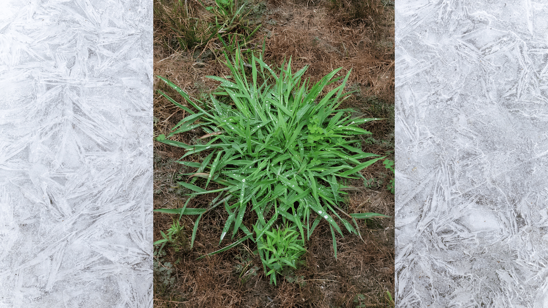 close-up of grassy weed clump in lawn with radial green blades spreading in natural outdoor grass (1)