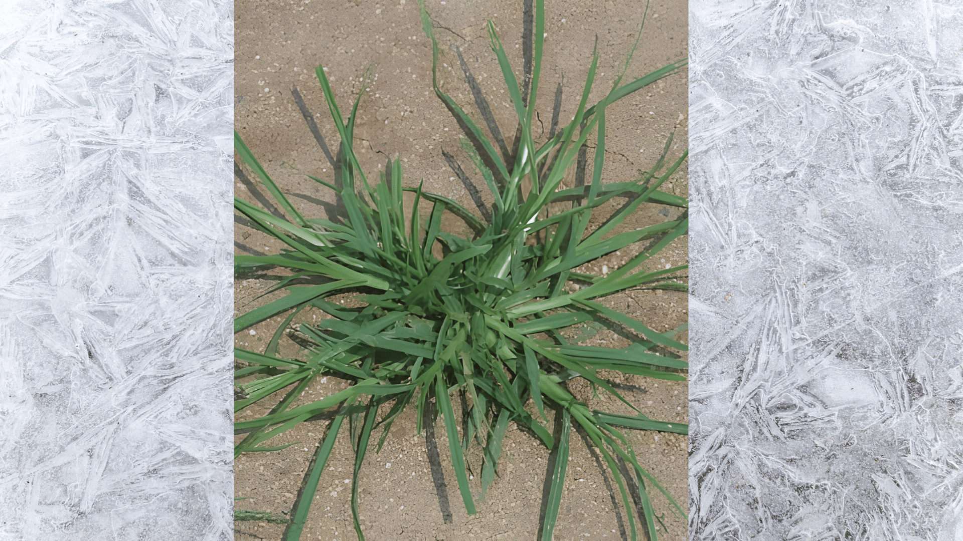 close-up of grassy weed with long green blades and exposed roots on dry ground