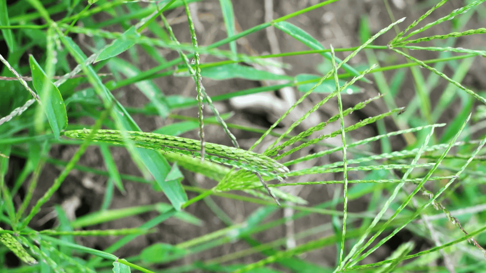 close-up of green grass seed head with blurred lawn background and natural outdoor setting (3)