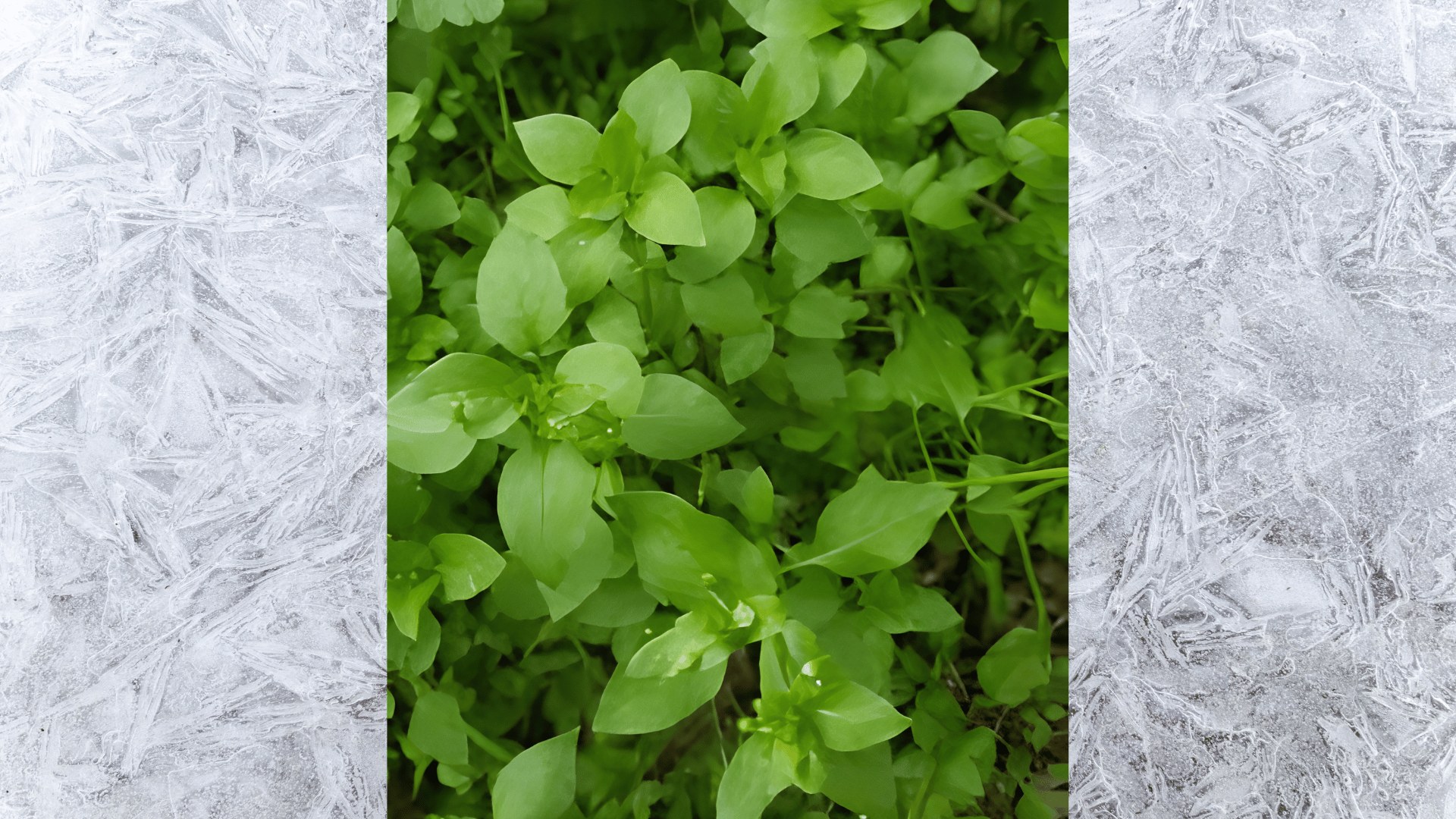 close-up of green leafy groundcover plant with small oval leaves growing densely in garden natural outdoor light plant s