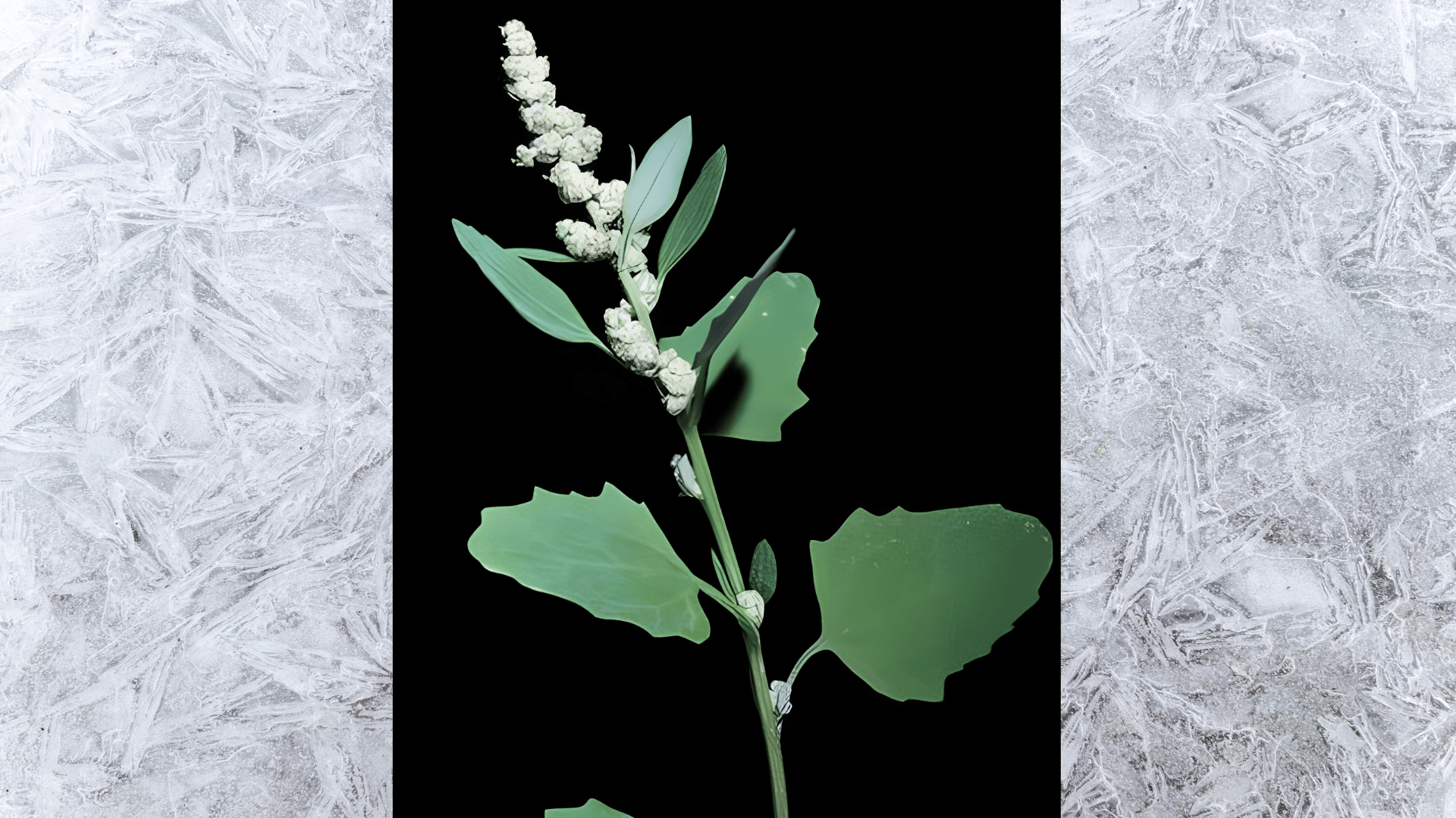 close-up of green leafy weed with small white flower clusters growing in  a dark background