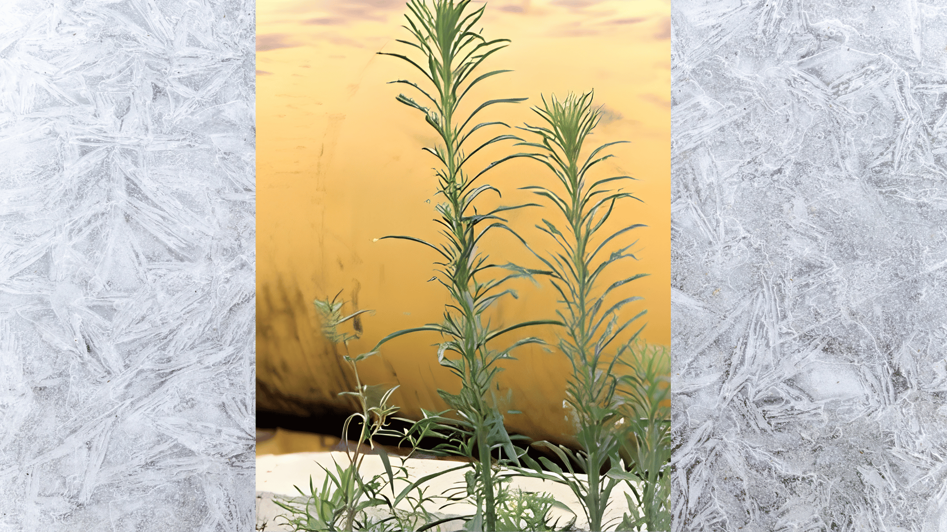 close-up of horseweed plant with tall narrow green stems and fine leaves growing outdoors in natural light