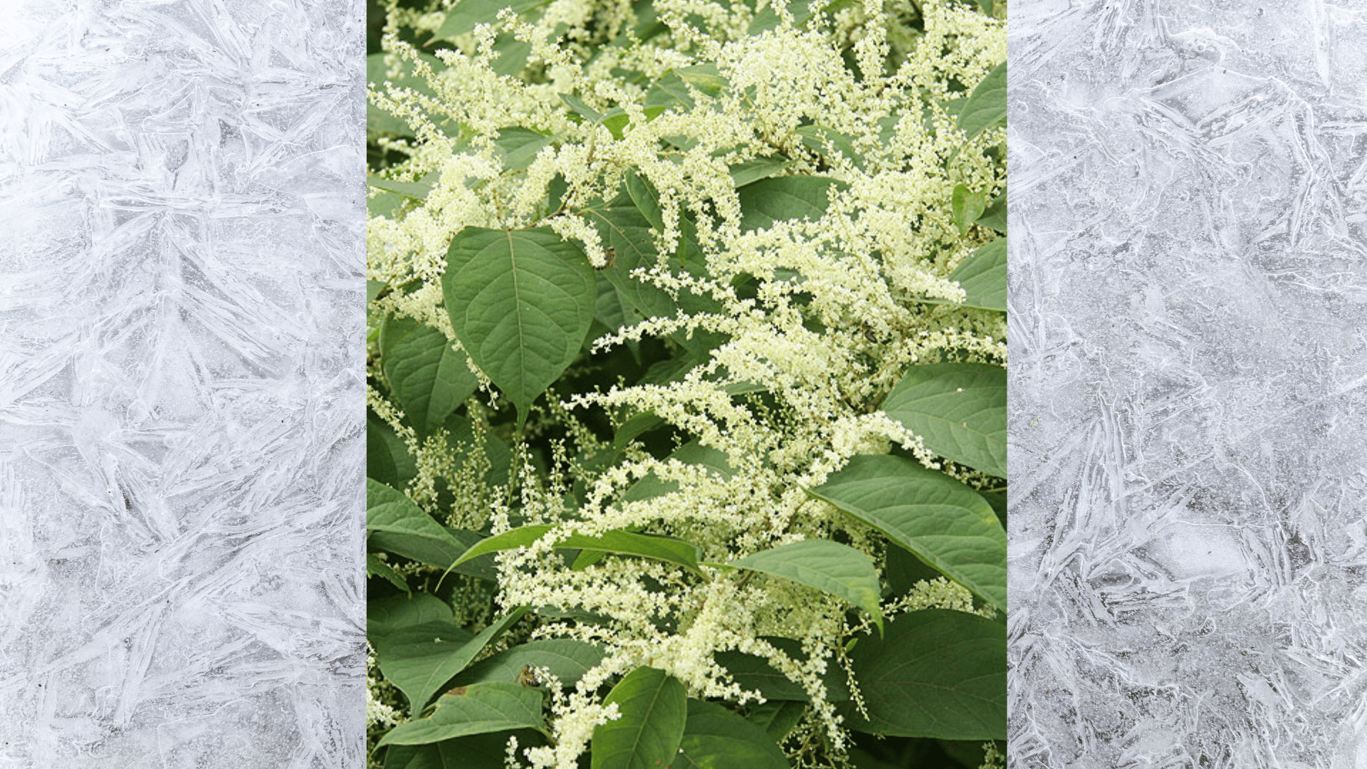 close-up of japanese knotweed with creamy white flower clusters and broad green leaves in natural light (1)