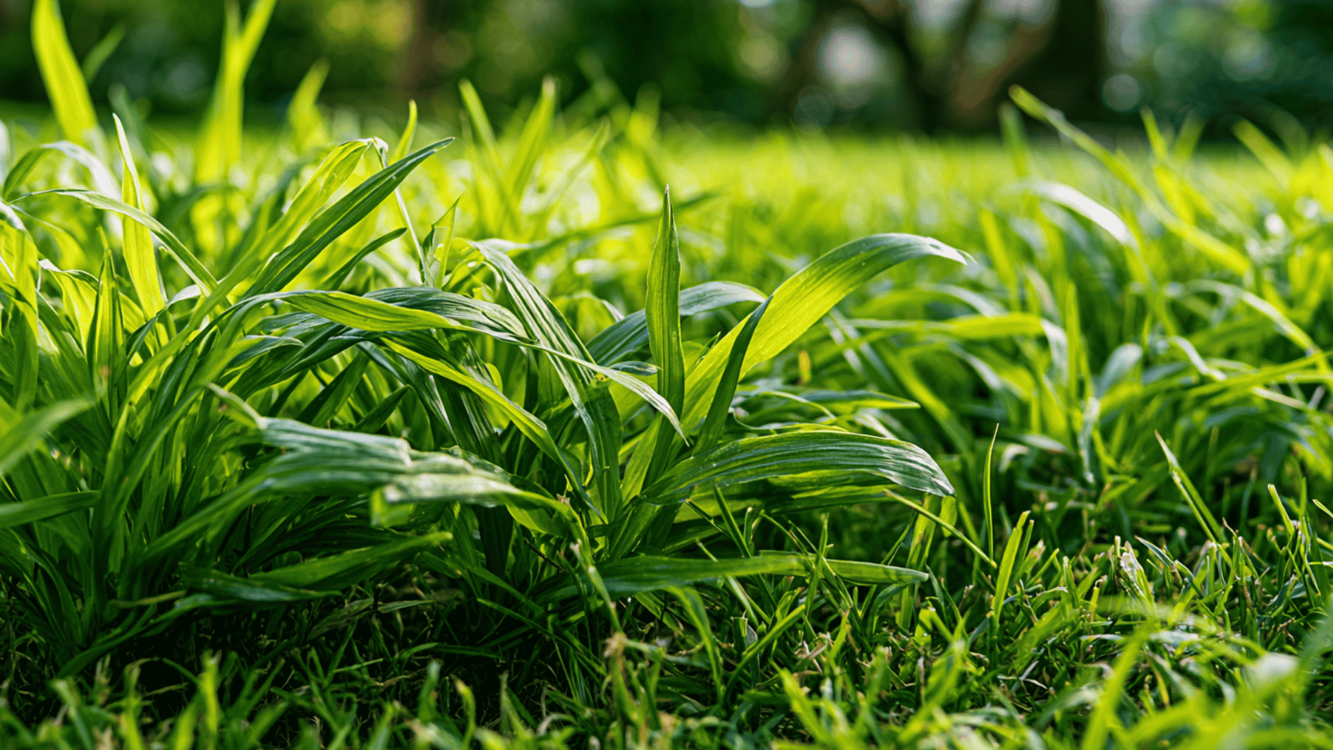 close-up of lush green grass blades growing in sunlight with soft blurred background