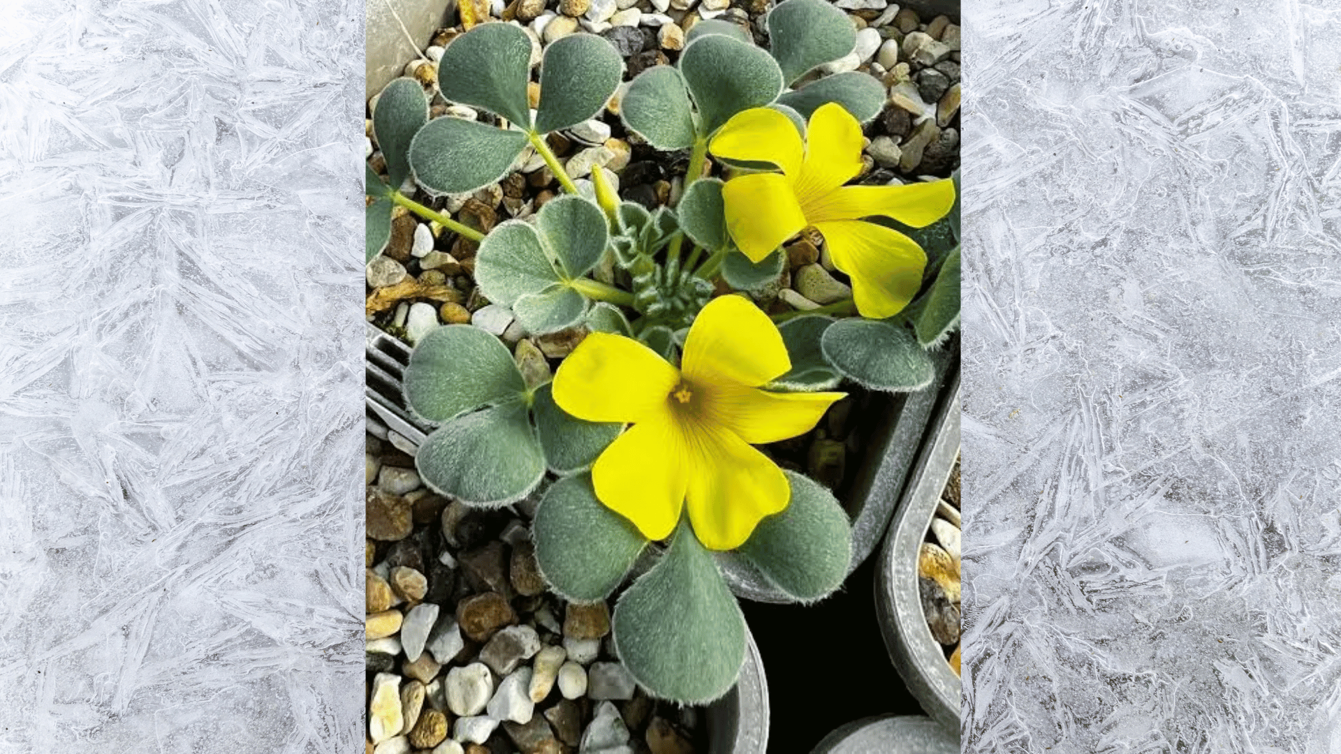 close-up of oxalis wood sorrel with yellow flowers and rounded green leaves growing among small gravel stones