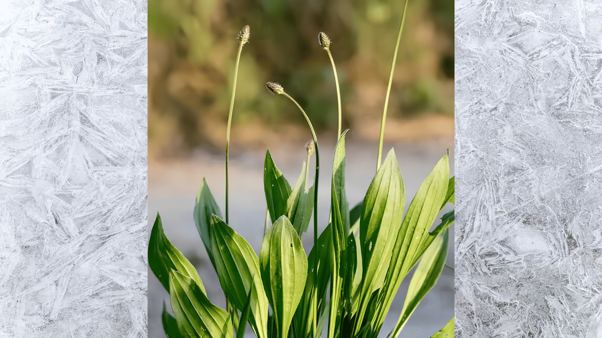 close-up of plantain weed with tall seed spikes and broad green leaves growing in lawn garden natural outdoor lightplant (2)