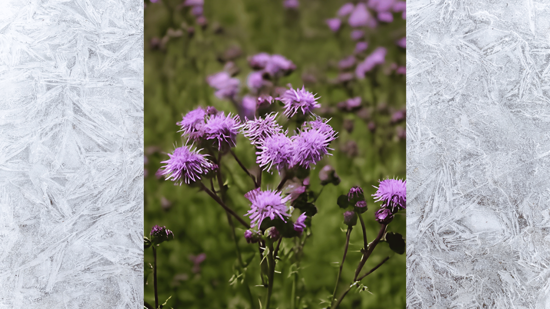 close-up of purple Canada thistle flowers blooming in a grassy field with soft blurred natural background