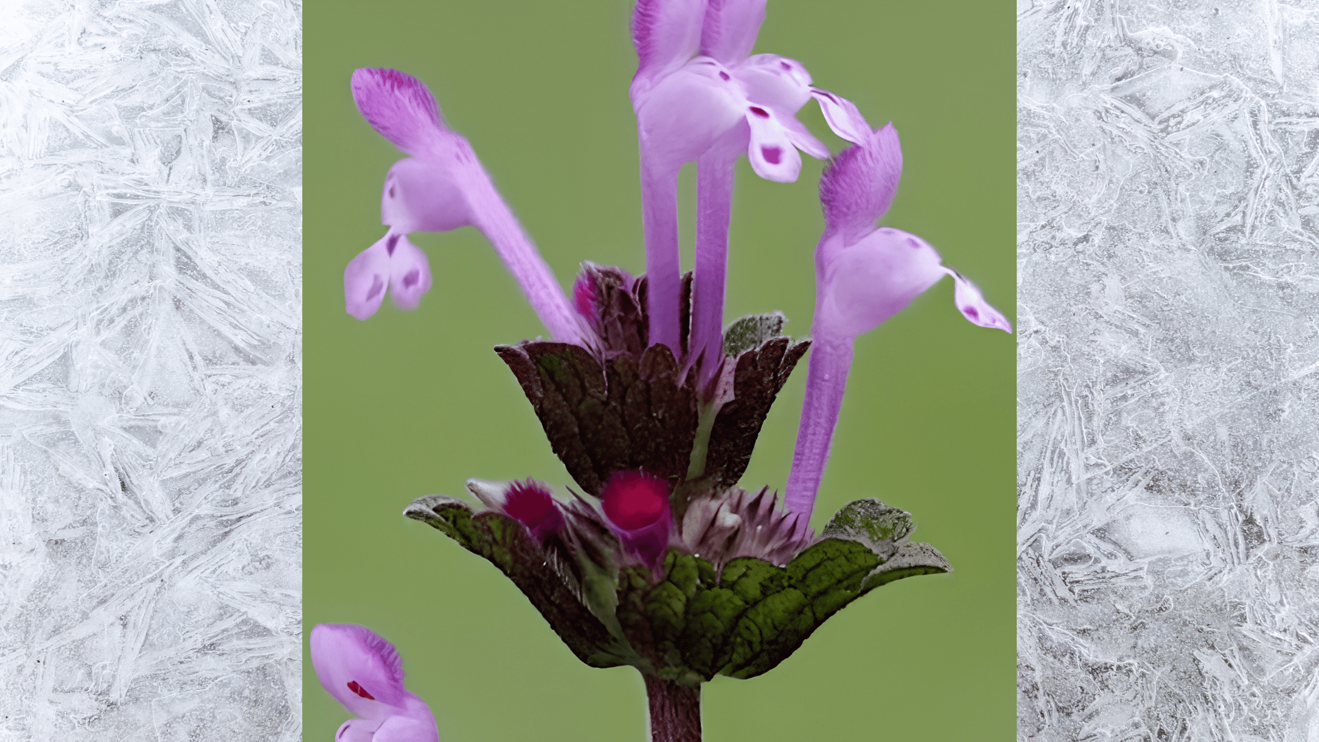 close-up of purple henbit flowers on a green stem with spotted petals and soft blurred background
