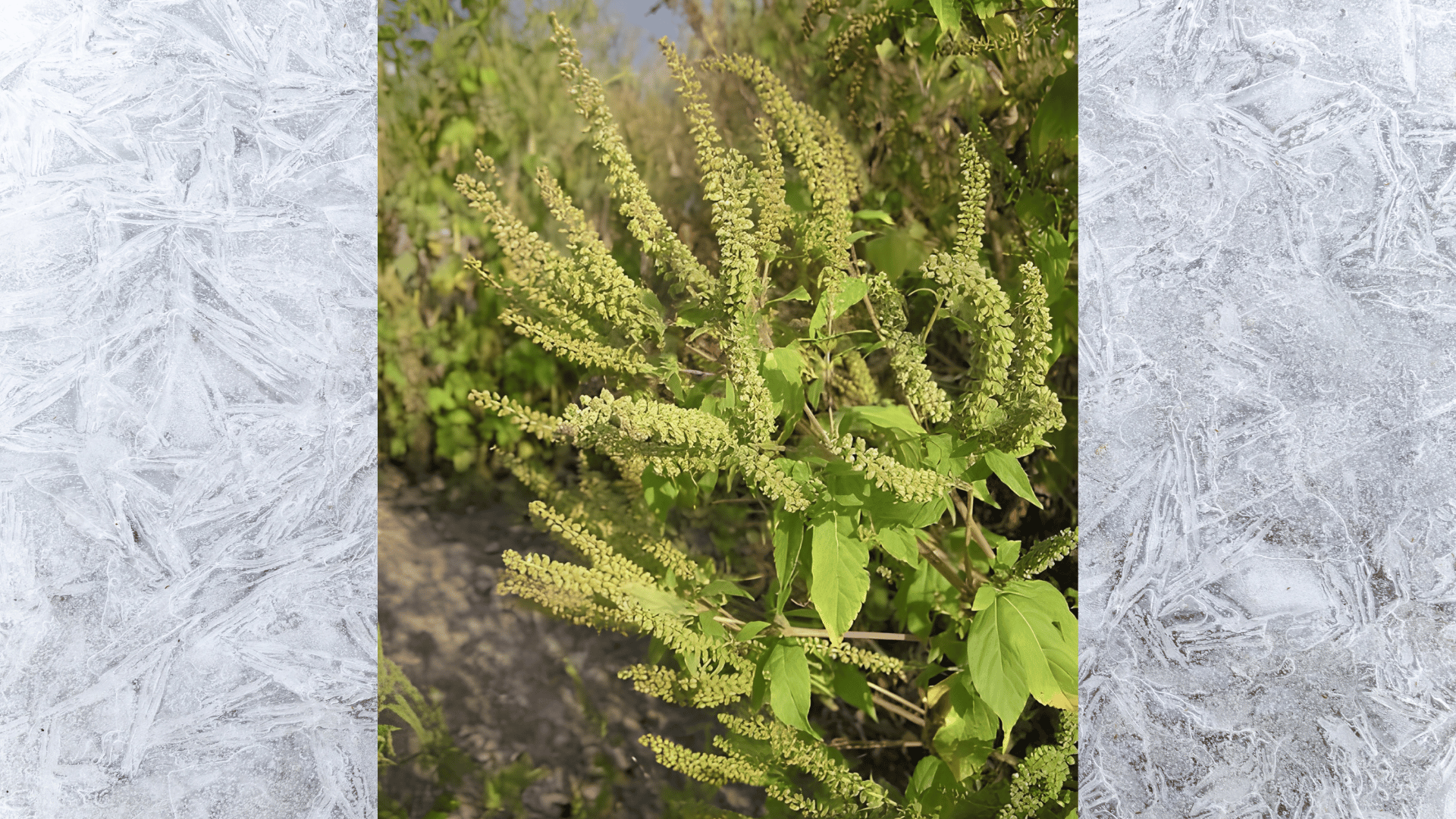close-up of ragweed plant with pale green flower spikes and serrated leaves growing in natural outdoor light