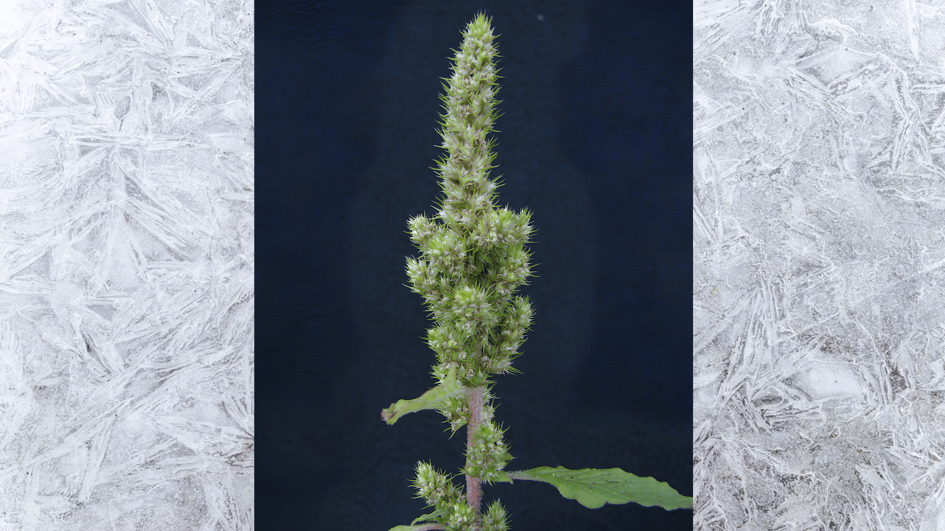 close-up of red root pigweed pigweed flower spike with small clustered blooms and leaves against dark background