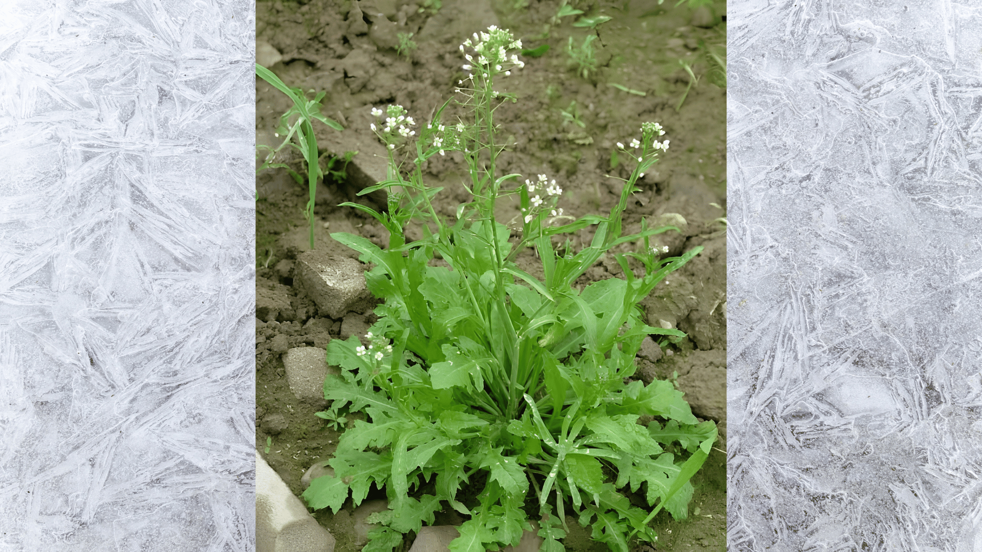 close-up of shepherd’s purse weed with small white flowers and green leaves growing in loose garden soil
