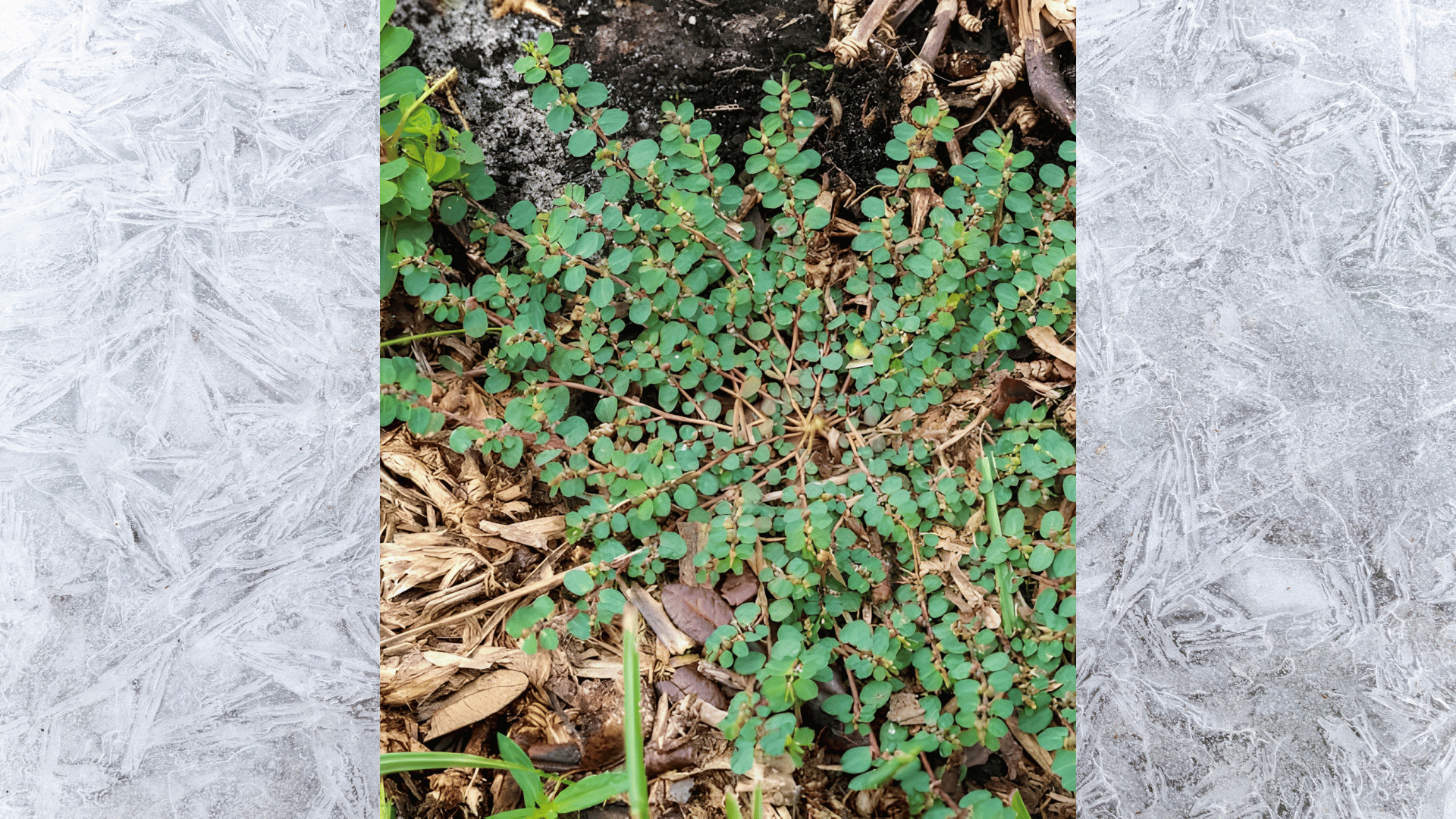 close-up of small green spotted spurge weed spreading across mulch and soil with tiny oval leaves in natural light