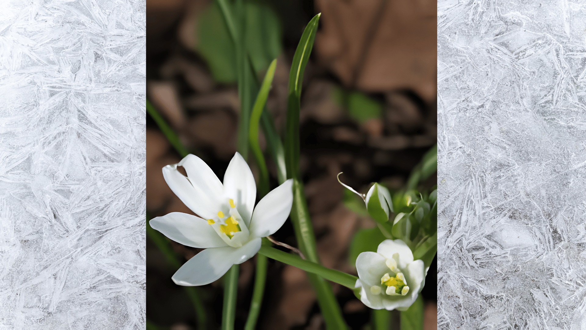 close-up of small white star-shaped wildflowers with yellow centers growing among green grass in natural garden light