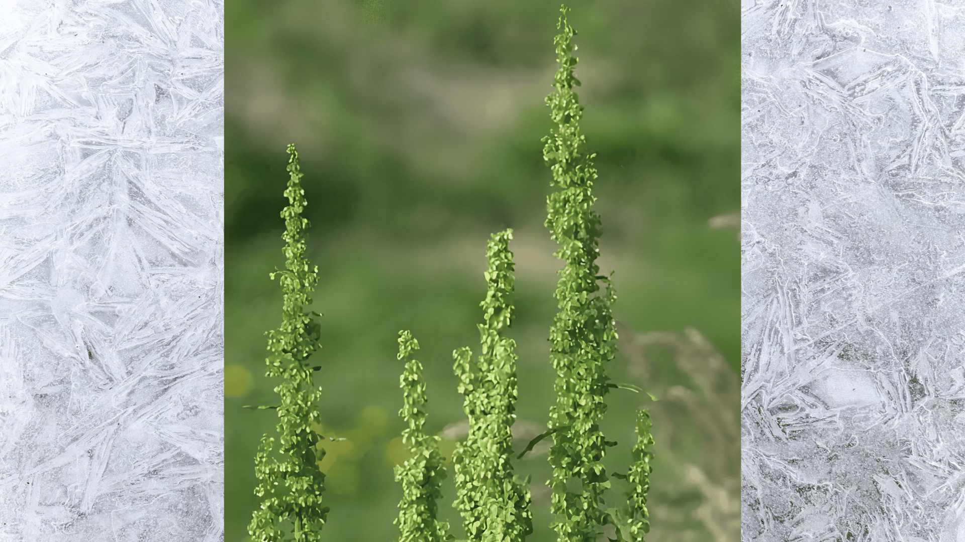 close-up of tall green curly dock seed spikes growing in a grassy field with soft blurred background