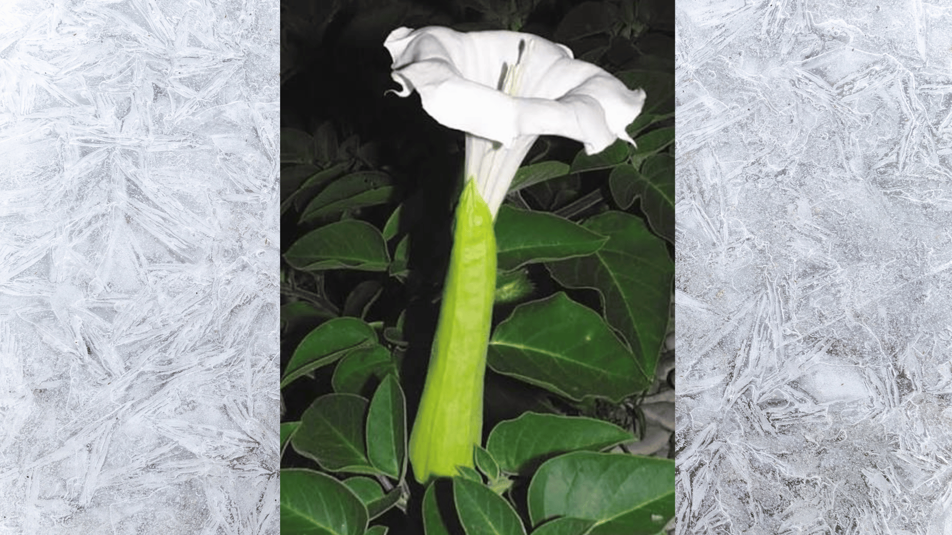 close-up of white jimsonweed flower with long green bud and dark leafy background in natural outdoor light