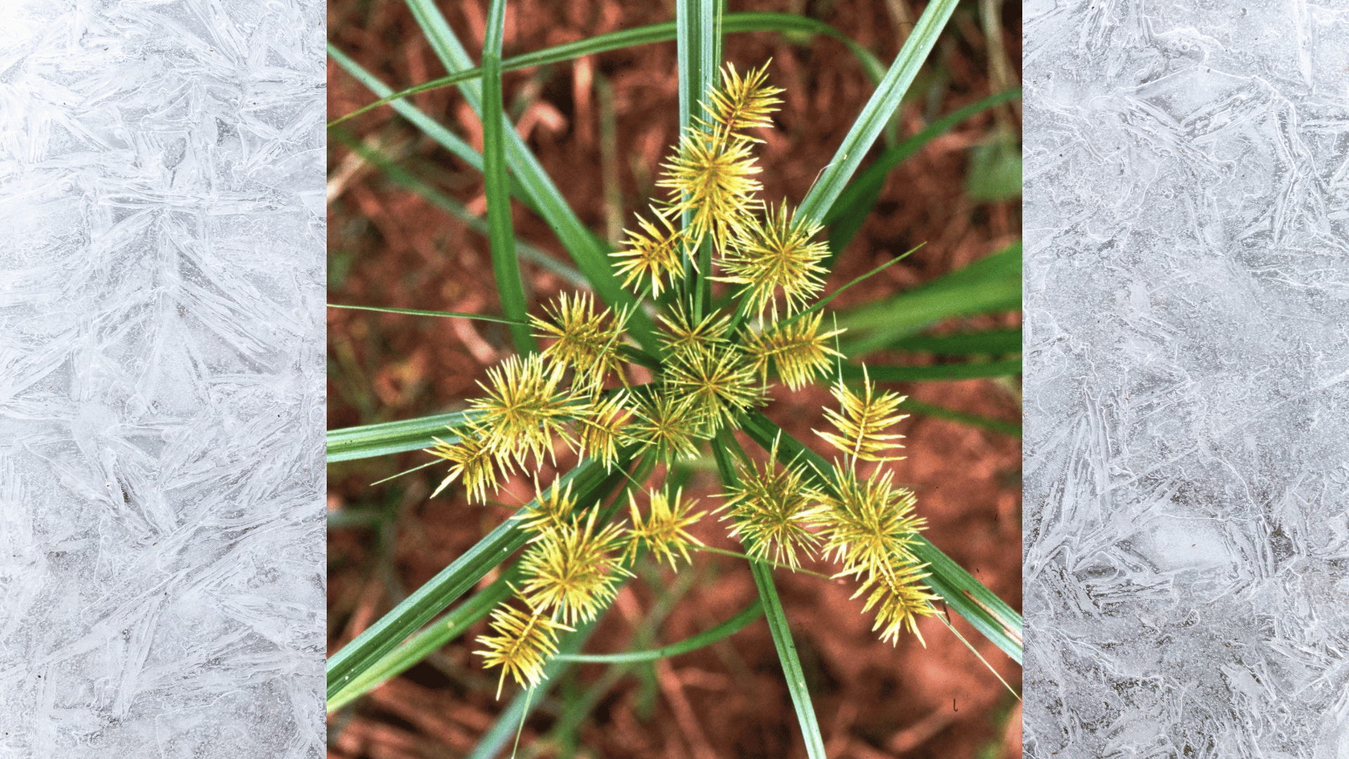 close-up of yellow nutsedge weed seed heads with long green grass blades growing over brown soil mulch