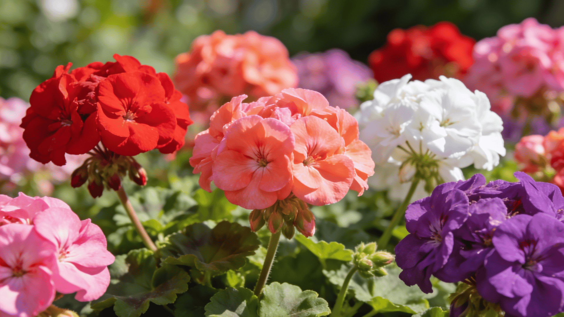colorful geranium flowers blooming in a sunny garden with red pink white and purple blossoms surrounded by green leaves