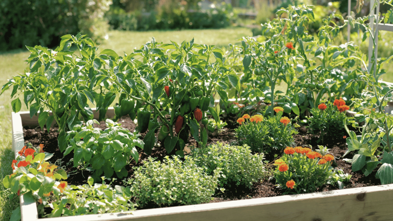 Pepper plant growing beside basil, marigolds, beans, spinach, and other companion plants in a garden.