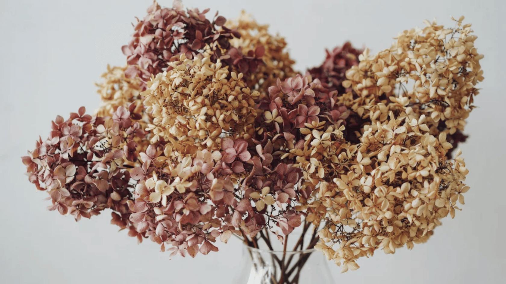 Dried hydrangea flowers in soft beige and mauve tones arranged in a glass vase.