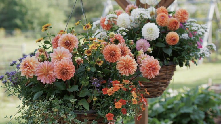 Vibrant hanging basket filled with peach dahlias, white flowers, and colorful garden blooms.