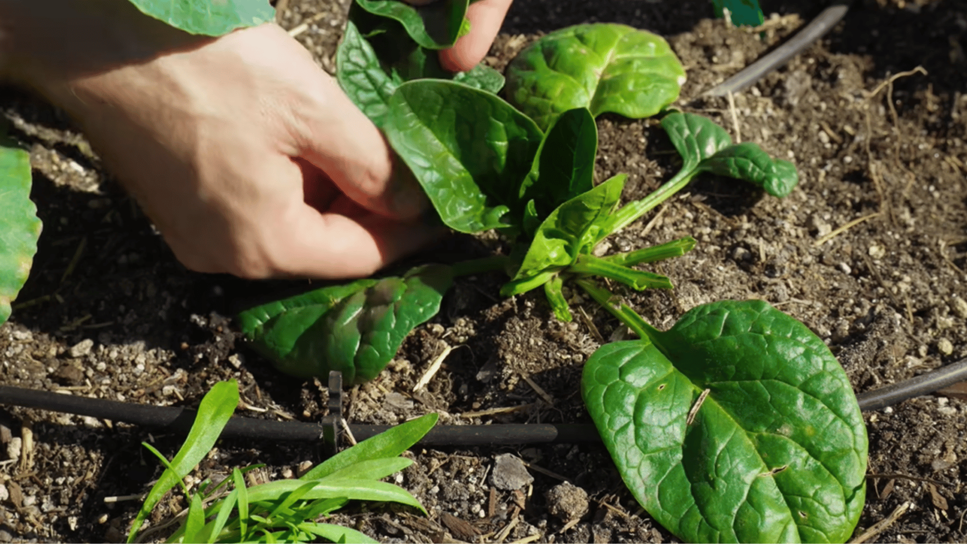 hand harvesting outer spinach leaves from mature plant growing in garden soil with drip irrigation line