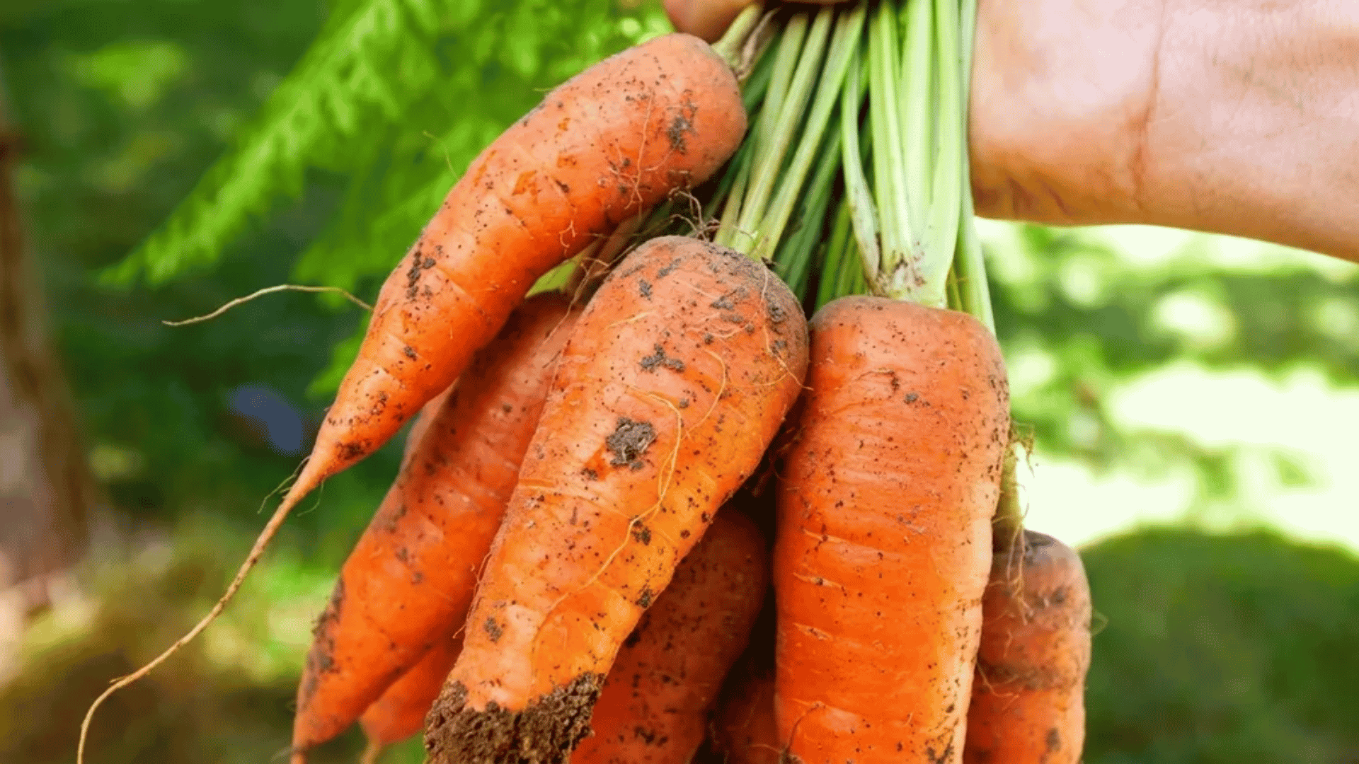 Hand holding a bunch of freshly harvested carrots with soil and green tops.