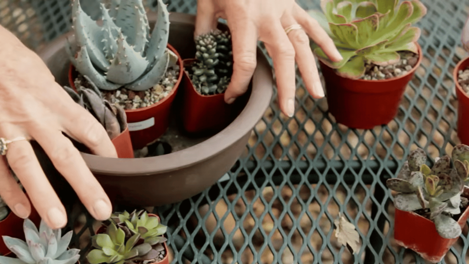 hands arranging different succulent plants in a shallow container before planting