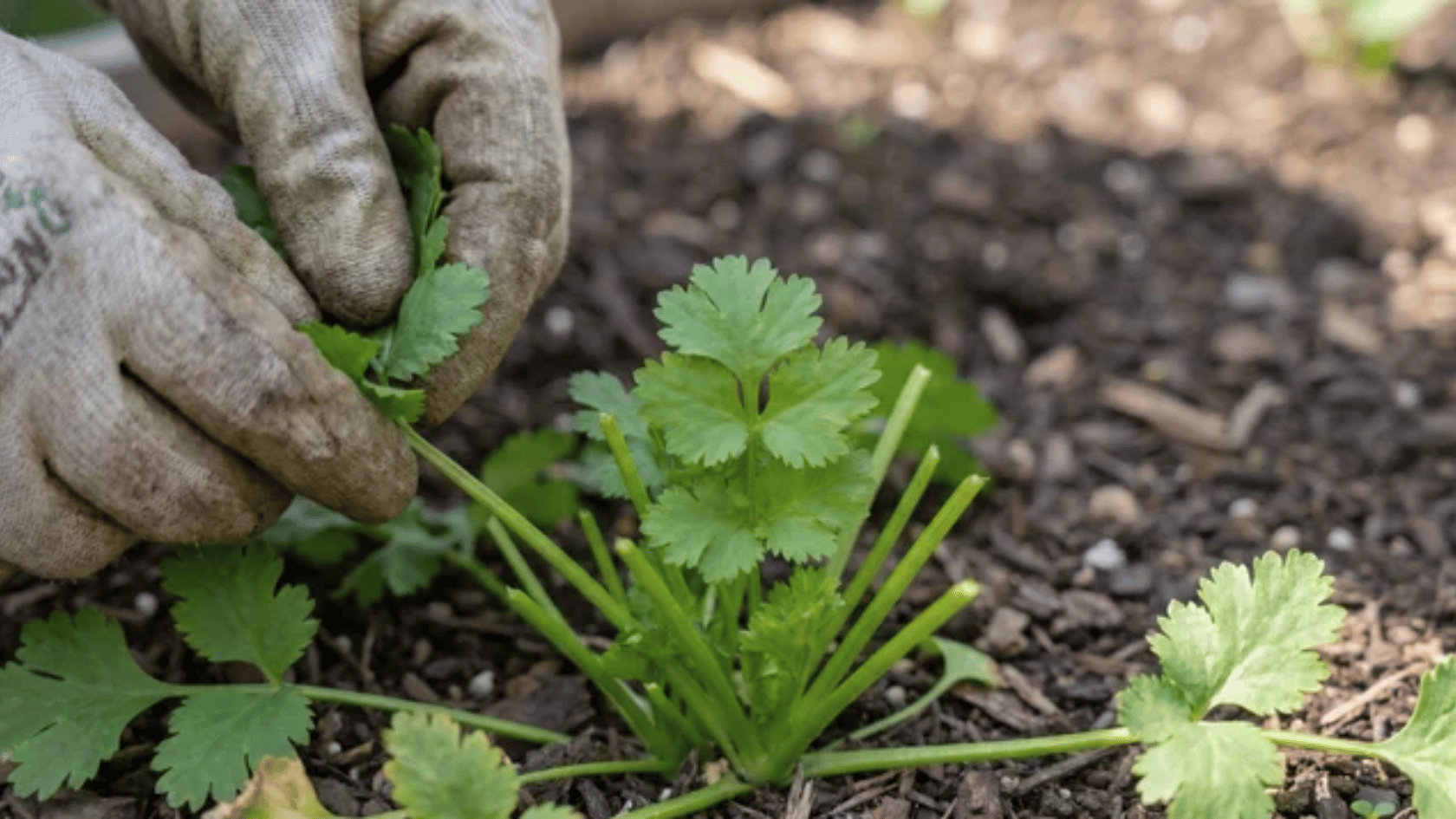 Hands harvesting outer leaves of cilantro while inner leaves stay in the plant